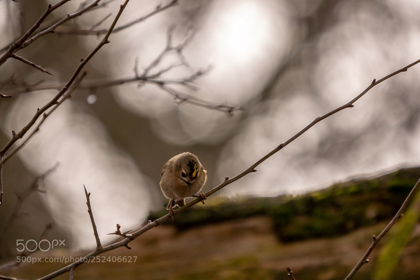 Panasonic Lumix DMC-GX85 (Lumix DMC-GX80 / Lumix DMC-GX7 Mark II) sample photo. Regulus regulus (goldcrest) photography