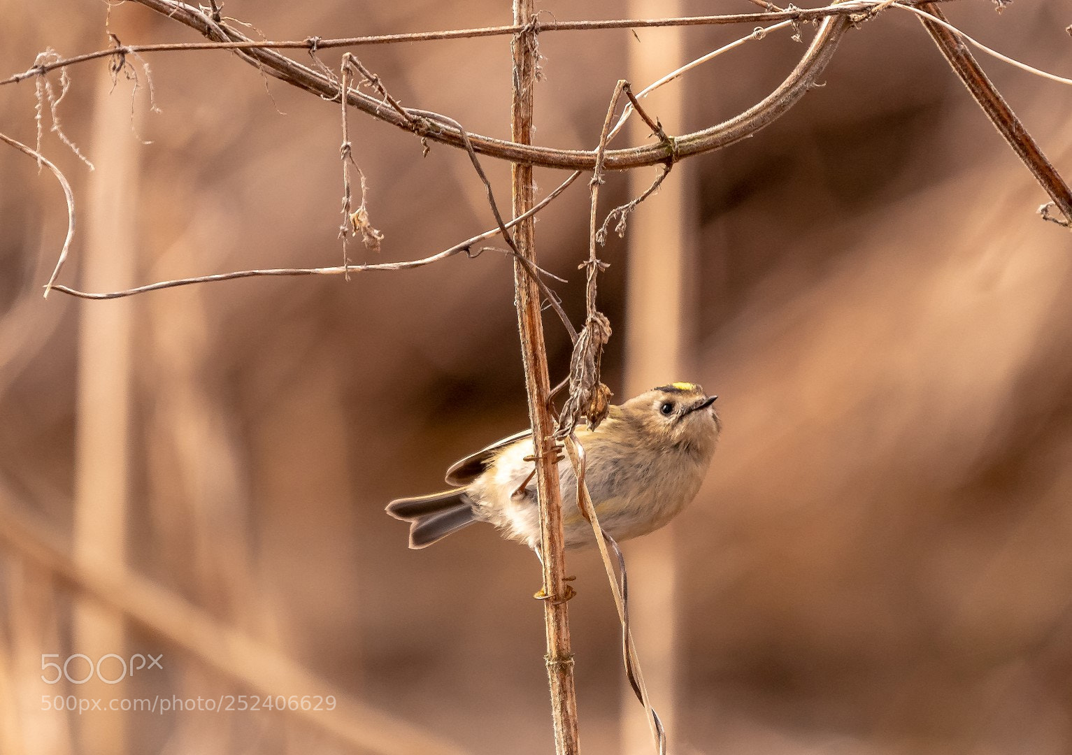 Panasonic Lumix DMC-GX85 (Lumix DMC-GX80 / Lumix DMC-GX7 Mark II) sample photo. Regulus regulus (goldcrest) photography