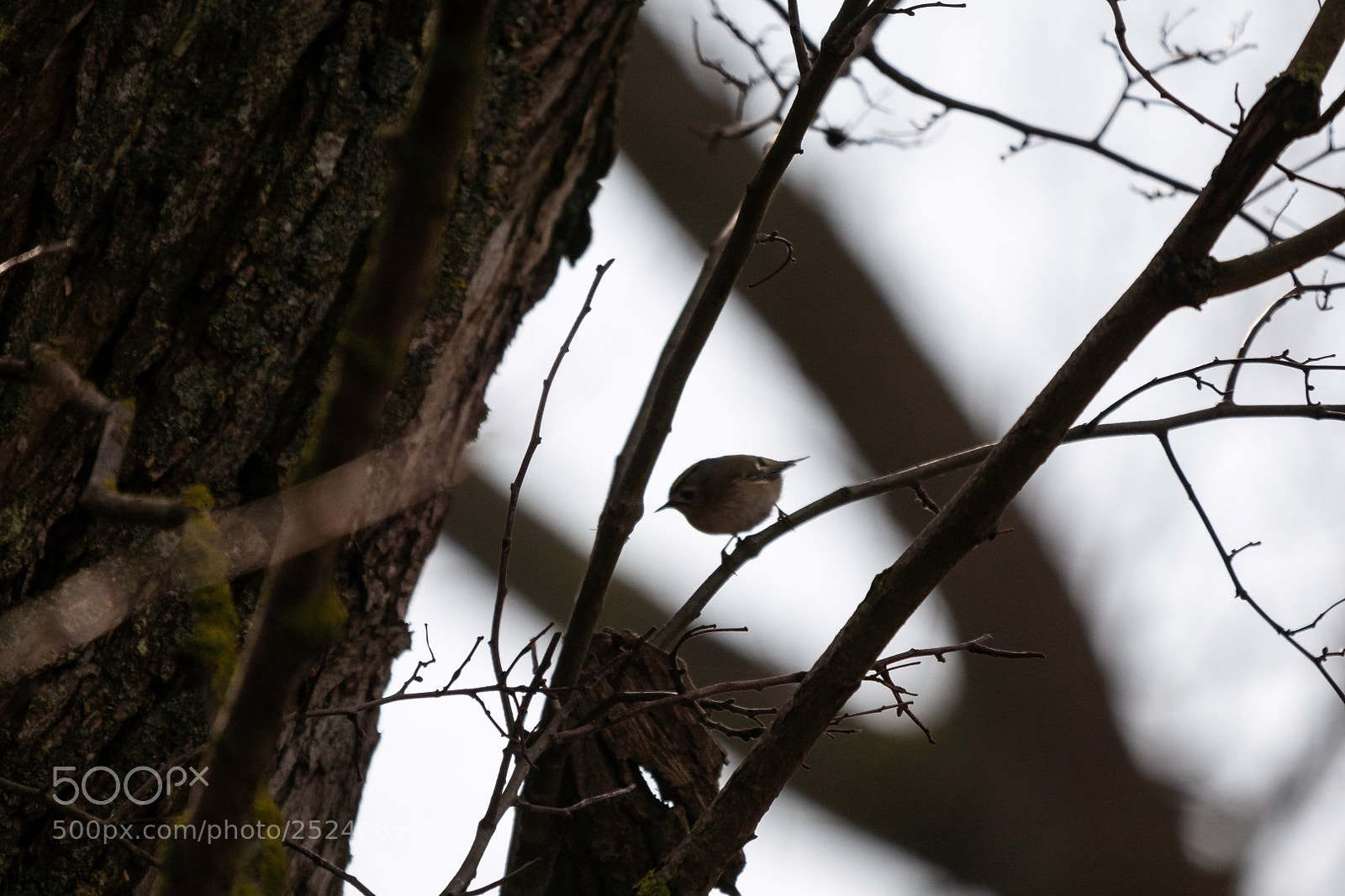 Panasonic Lumix DMC-GX85 (Lumix DMC-GX80 / Lumix DMC-GX7 Mark II) sample photo. Regulus regulus (goldcrest) photography