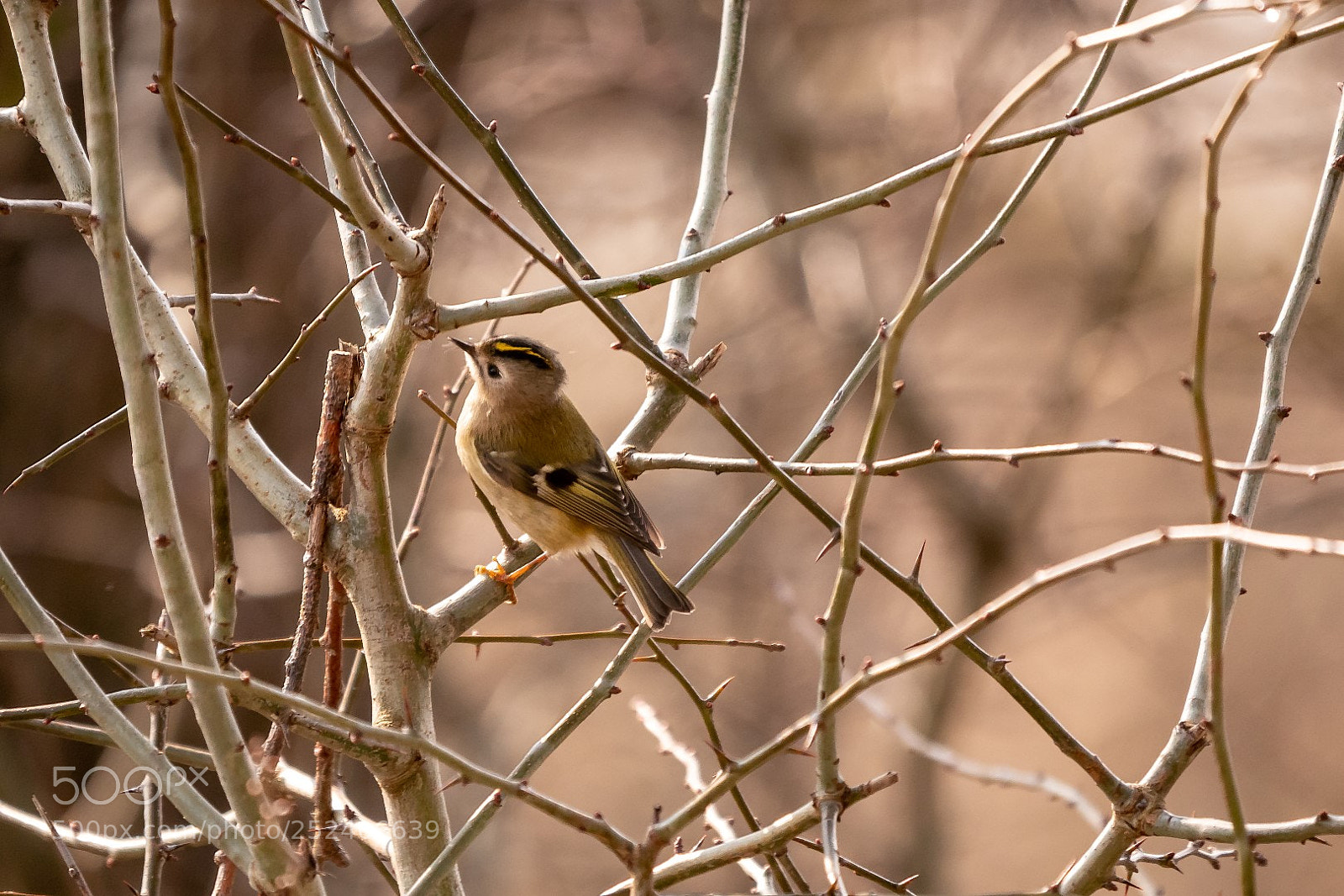 Panasonic Lumix DMC-GX85 (Lumix DMC-GX80 / Lumix DMC-GX7 Mark II) sample photo. Regulus regulus (goldcrest) photography