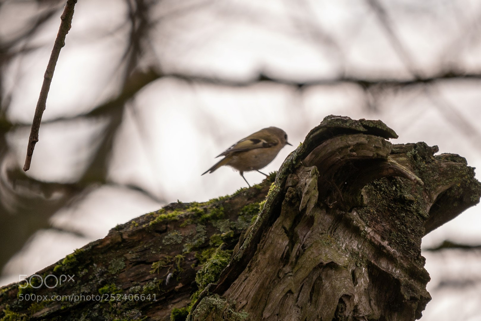 Panasonic Lumix DMC-GX85 (Lumix DMC-GX80 / Lumix DMC-GX7 Mark II) sample photo. Regulus regulus (goldcrest) photography