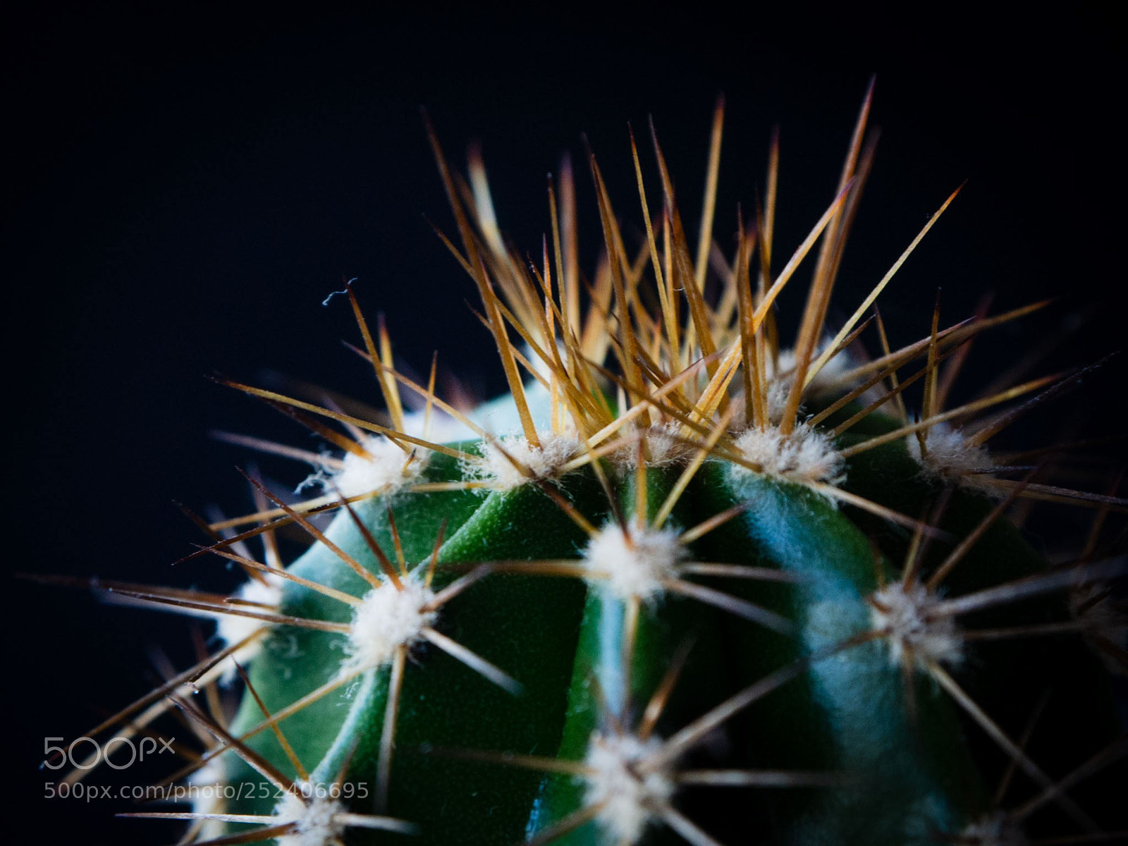 Olympus OM-D E-M10 sample photo. Cactus ? photography