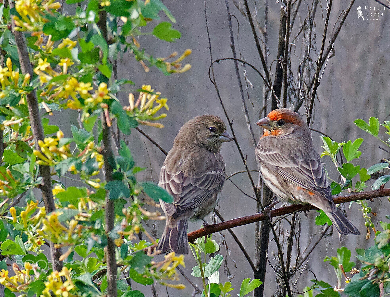 Nikon D500 sample photo. Mr. and mrs. finch photography