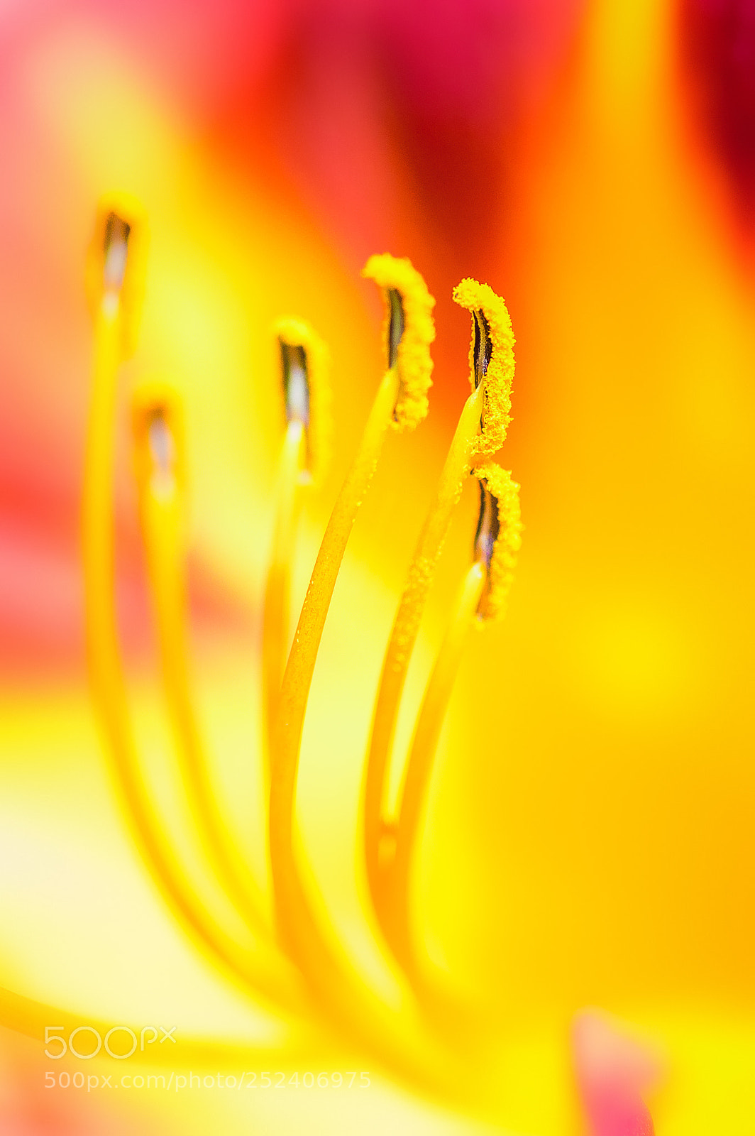 Pentax K-3 sample photo. Lily photography