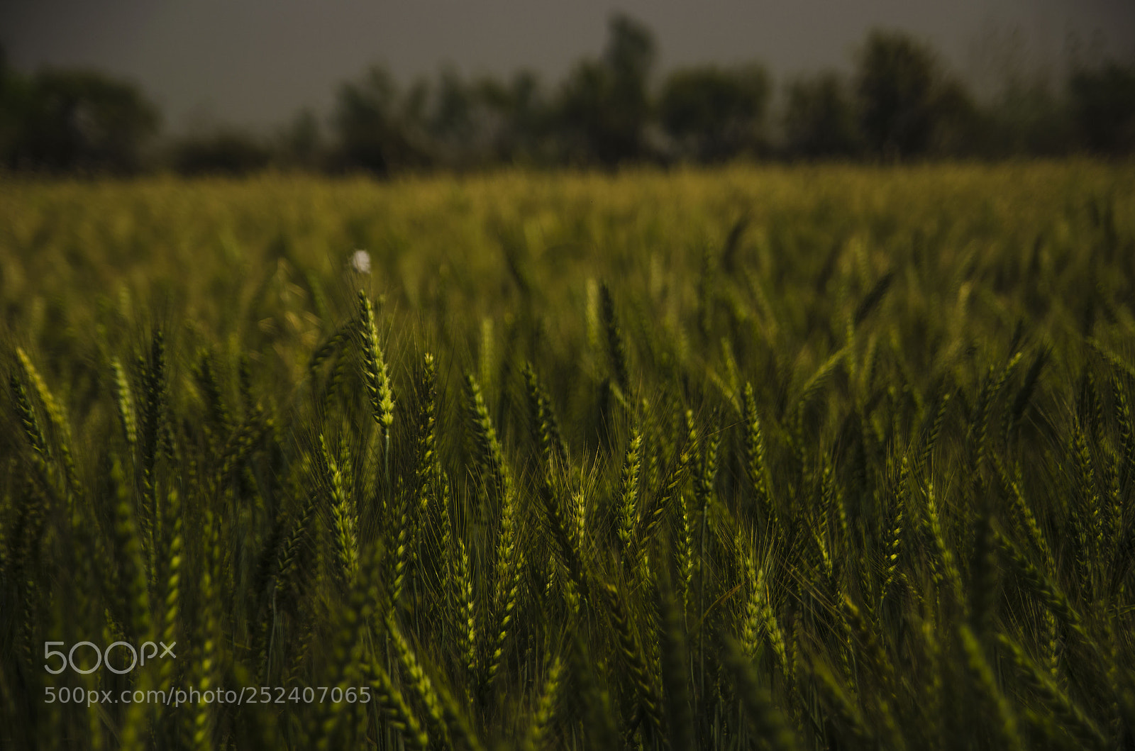Nikon D5100 sample photo. Paddy photography