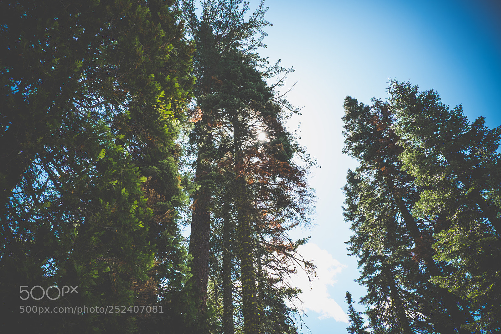 Fujifilm X-T2 sample photo. Tree tops from below photography