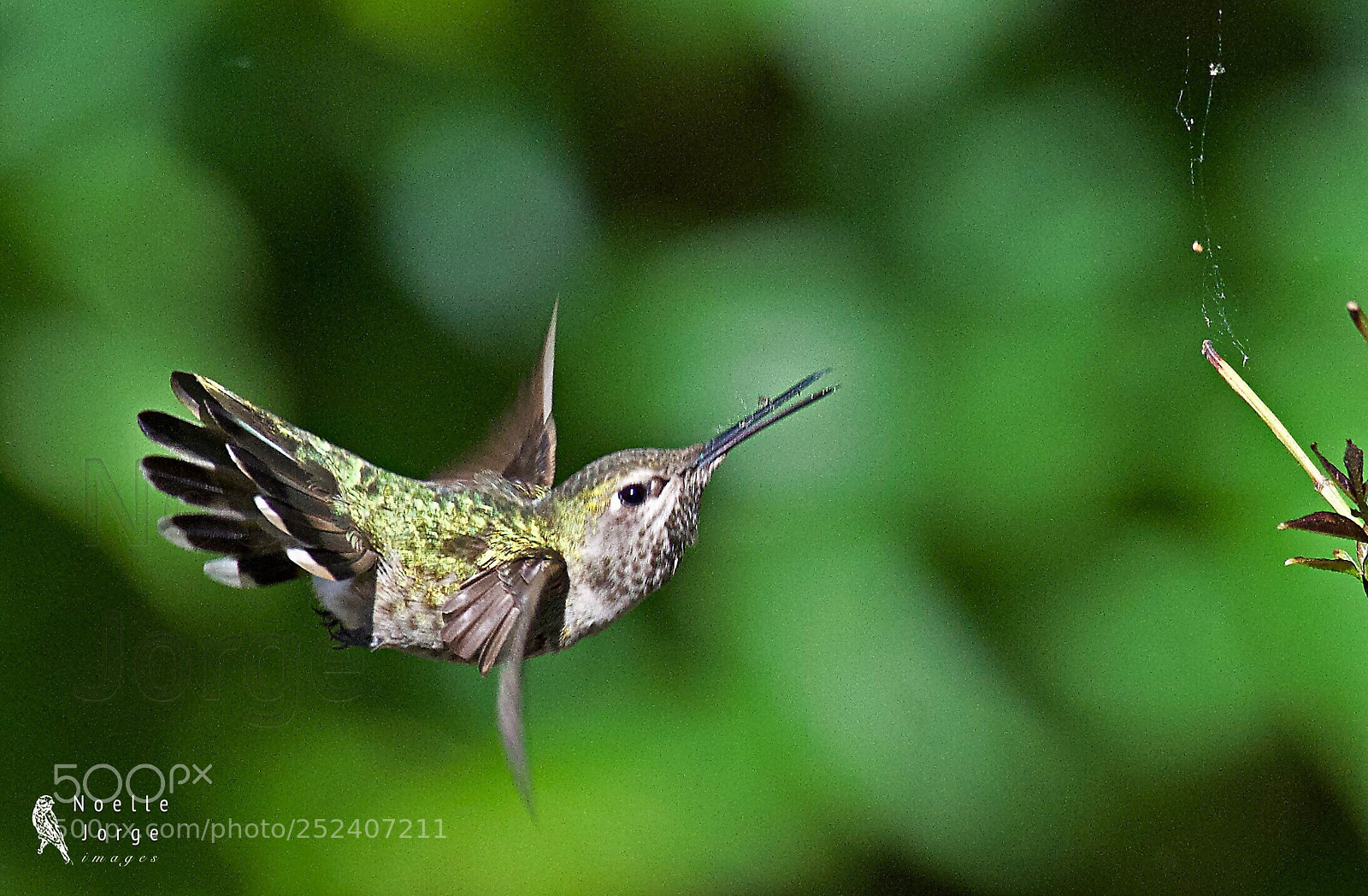 Nikon D500 sample photo. Hummer catches a spider photography