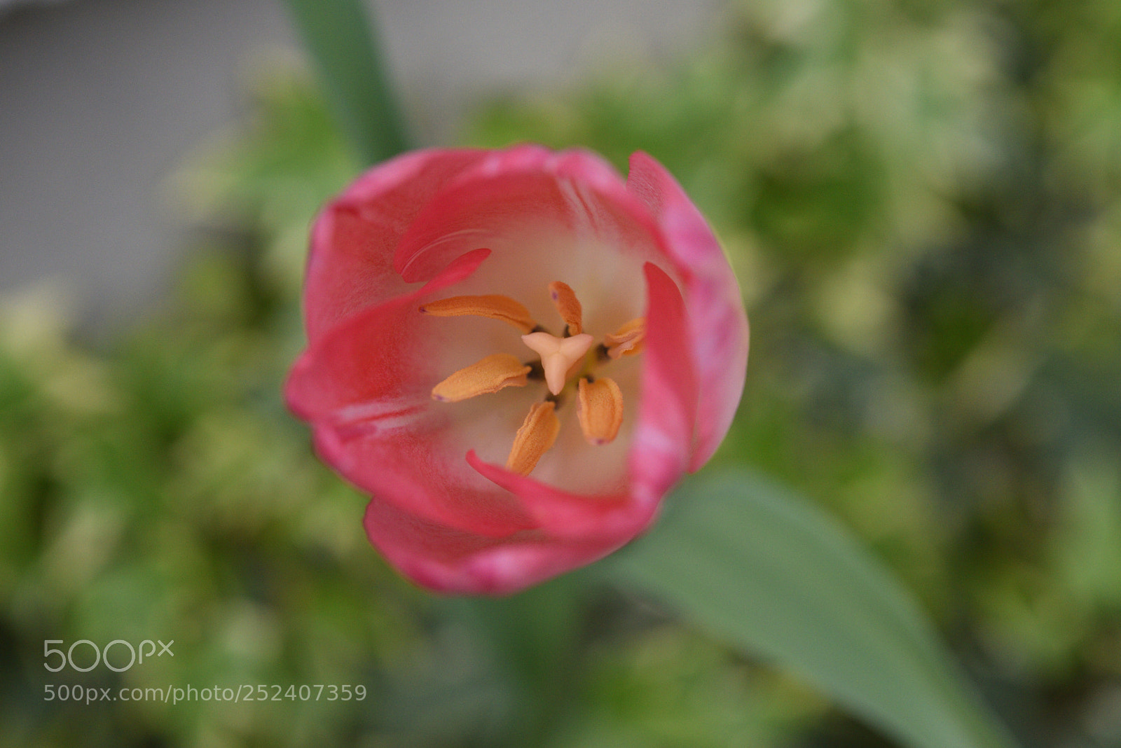 Nikon AF-S Micro-Nikkor 60mm F2.8G ED sample photo. チューリップ 野々市本町 photography