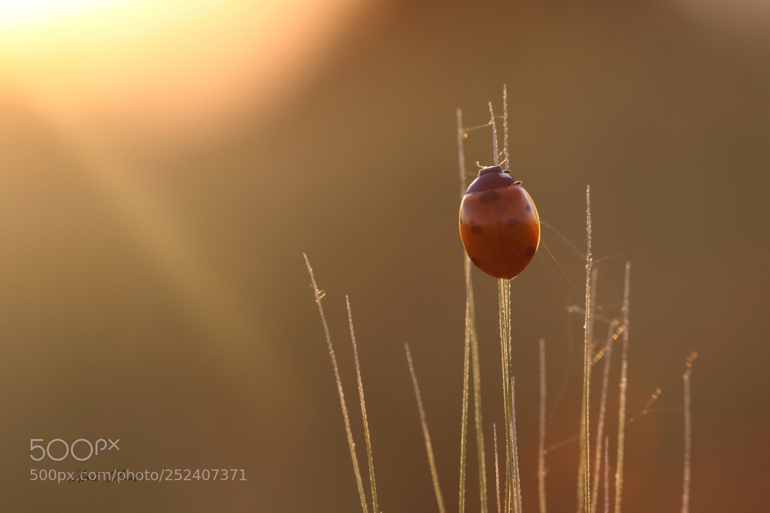 Canon EOS 7D Mark II sample photo. Ladybug photography