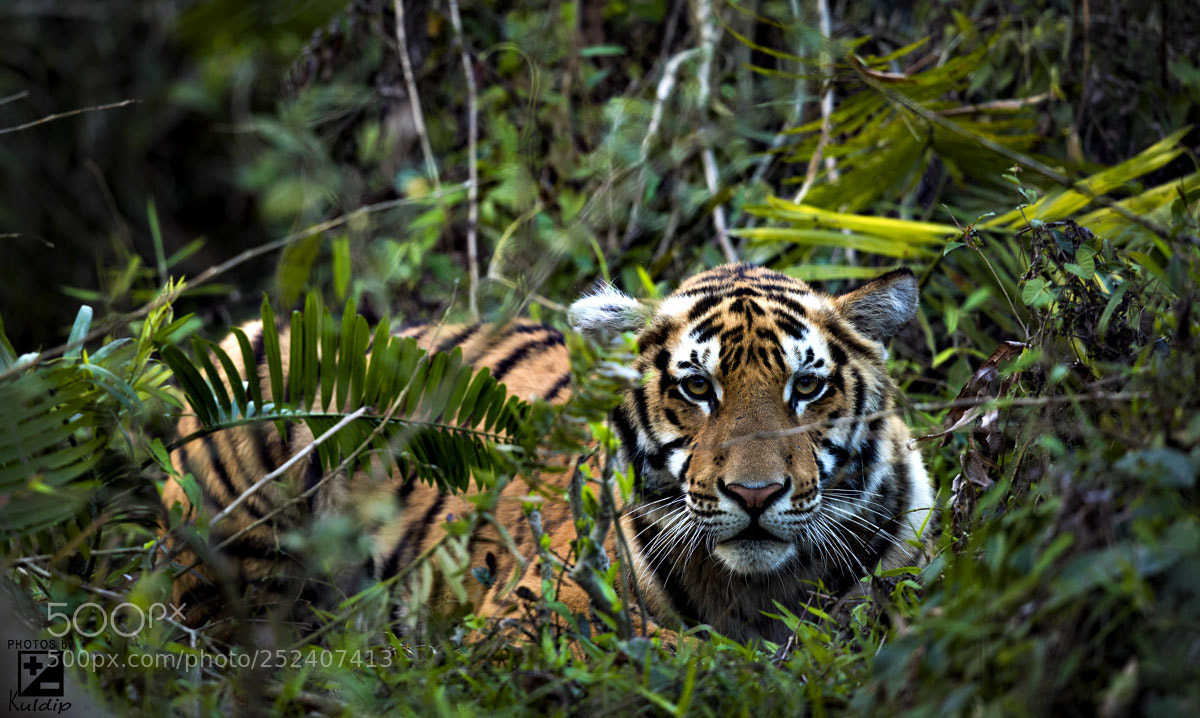 Canon EOS-1D X Mark II sample photo. Royal bengal tiger. photography