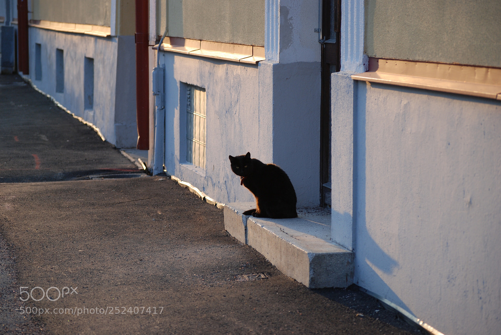 Nikon D80 sample photo. The black cat photography