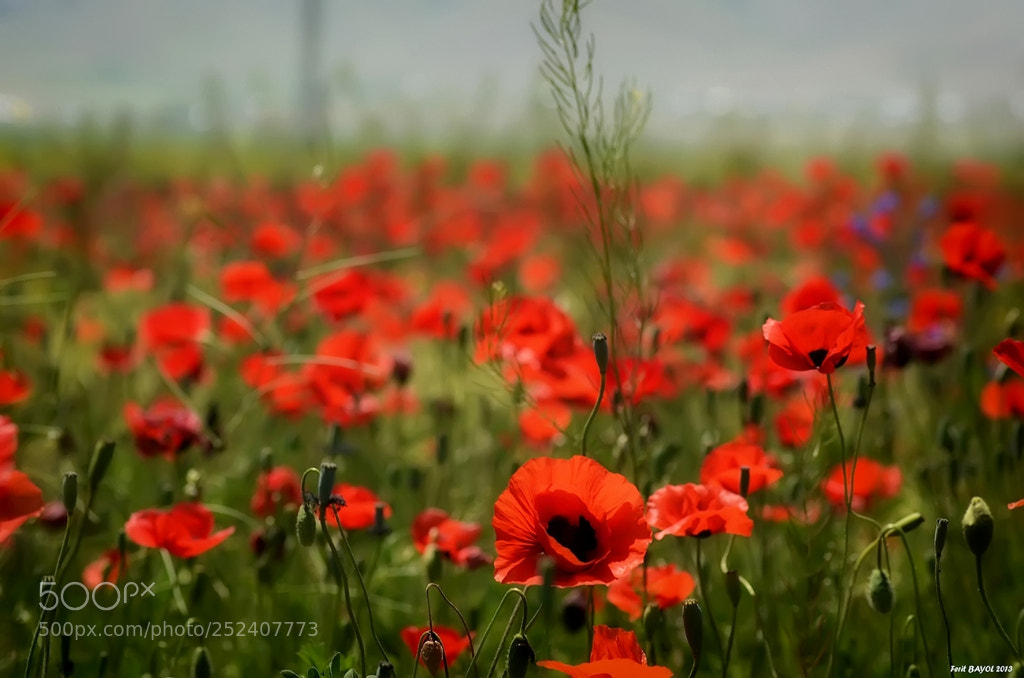 Nikon D7000 sample photo. Ferit bayol px photography