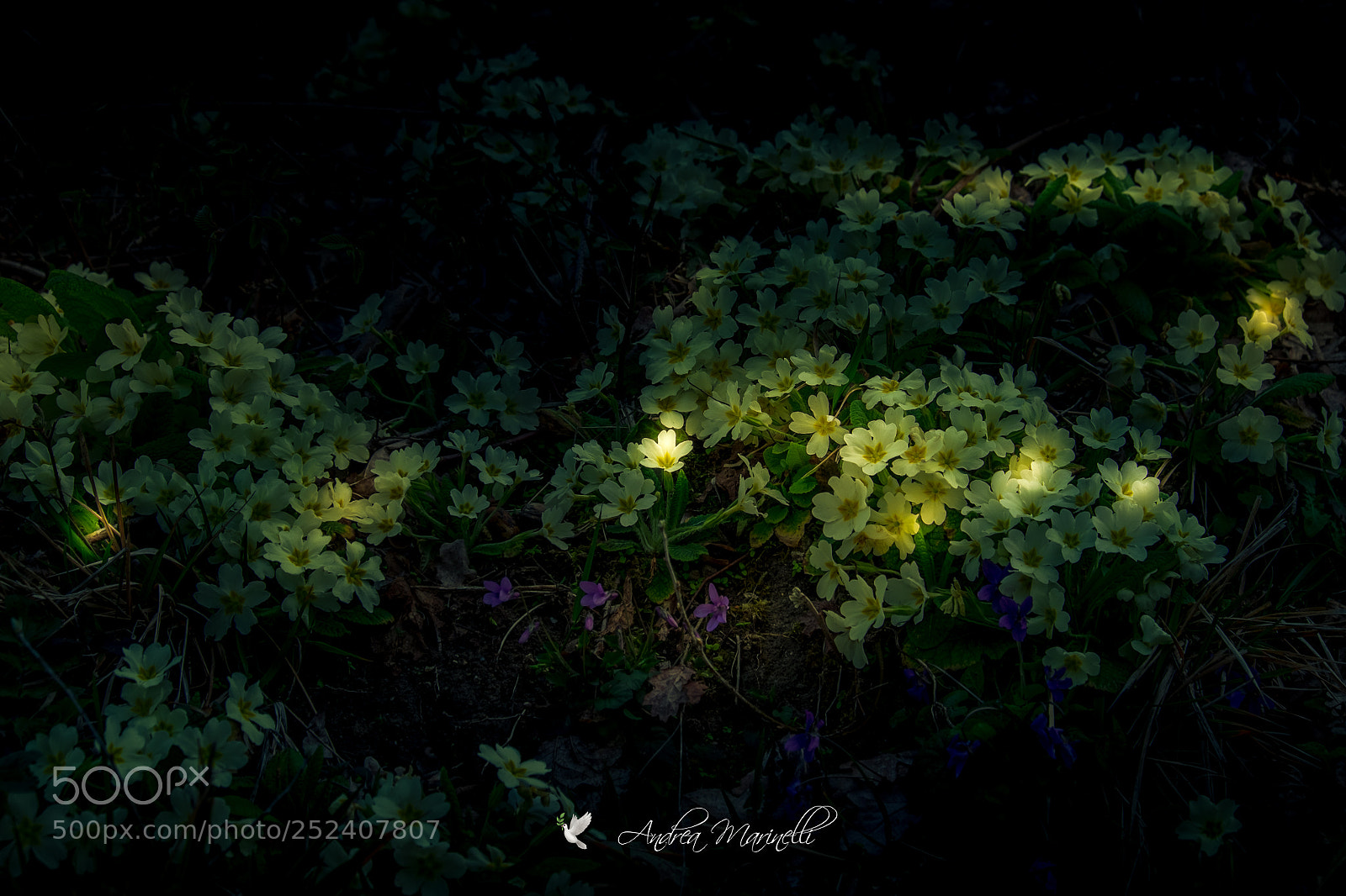 Fujifilm X-E2 sample photo. Spring bouquet photography