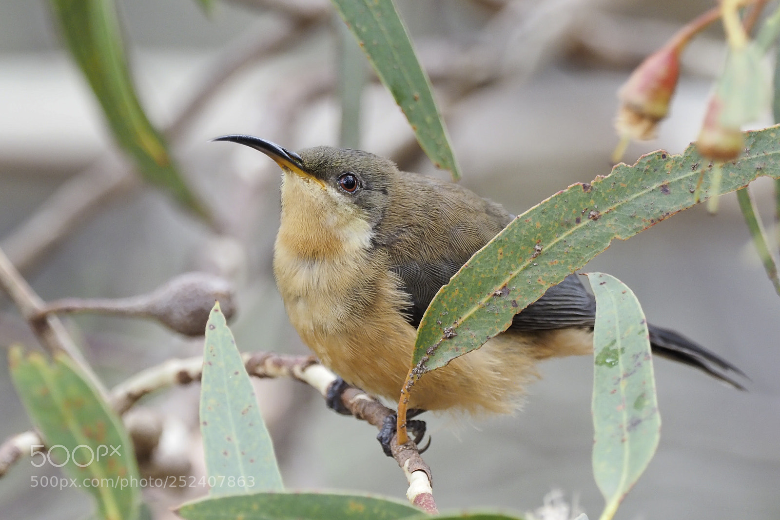Olympus OM-D E-M1 Mark II sample photo. Eastern spinebill photography