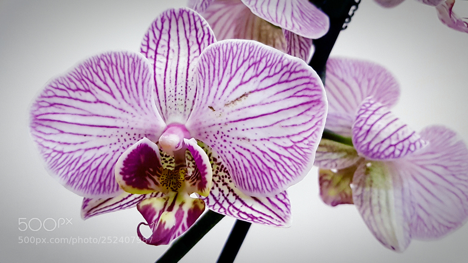 Samsung Galaxy S8+ sample photo. Orchid photography