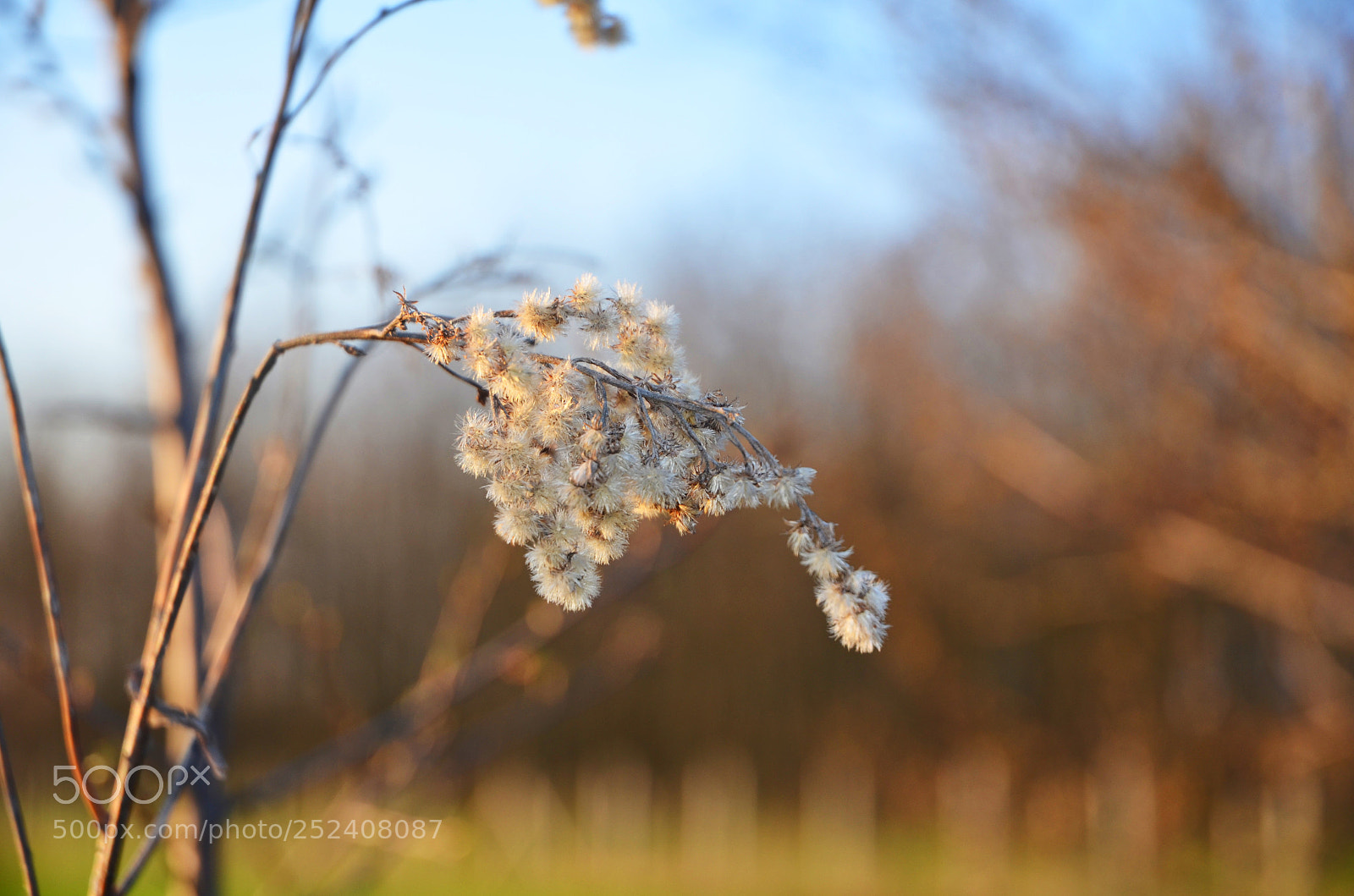 Nikon D5100 sample photo. Macro photography