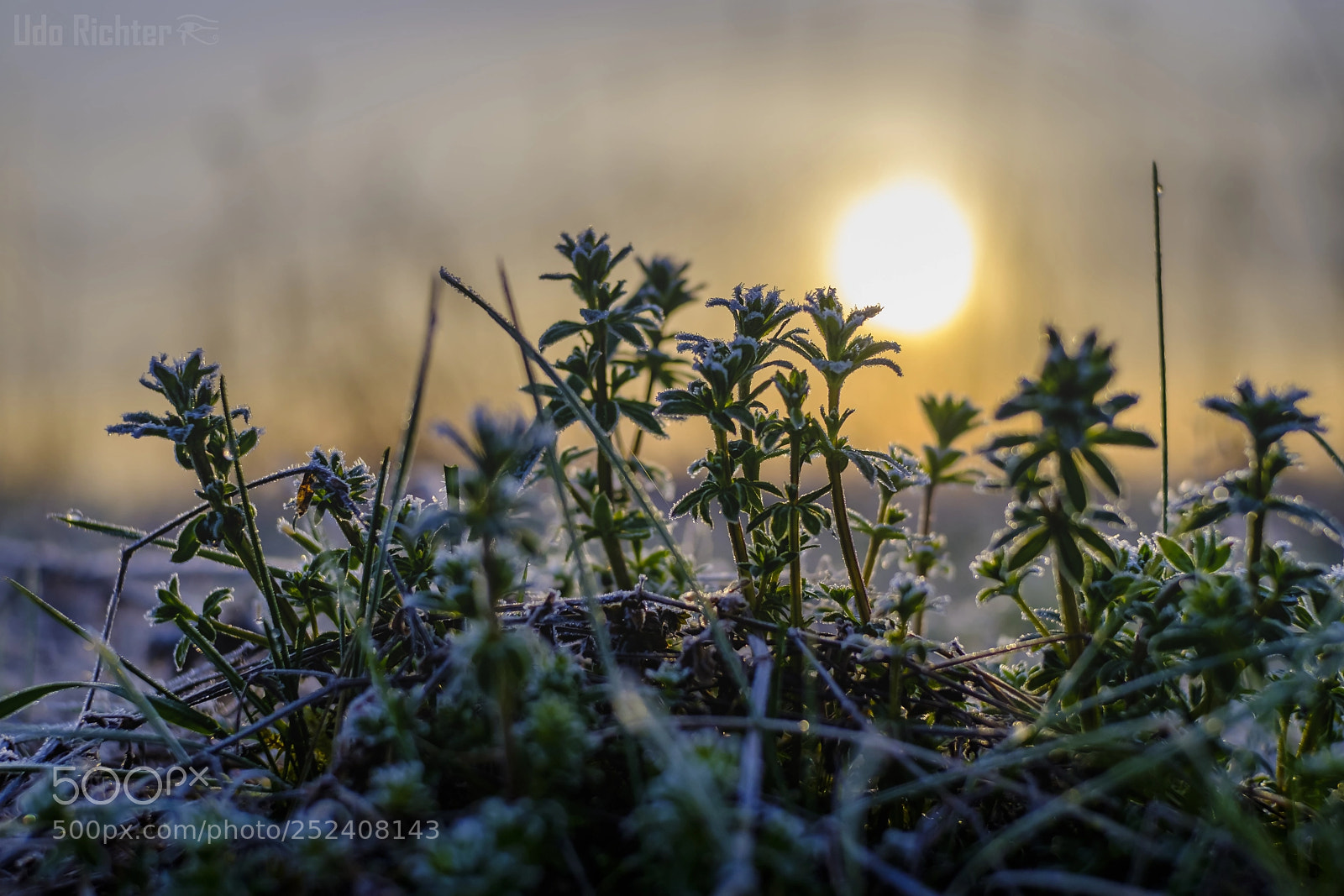 Fujifilm X-T20 sample photo. 'last frost' photography