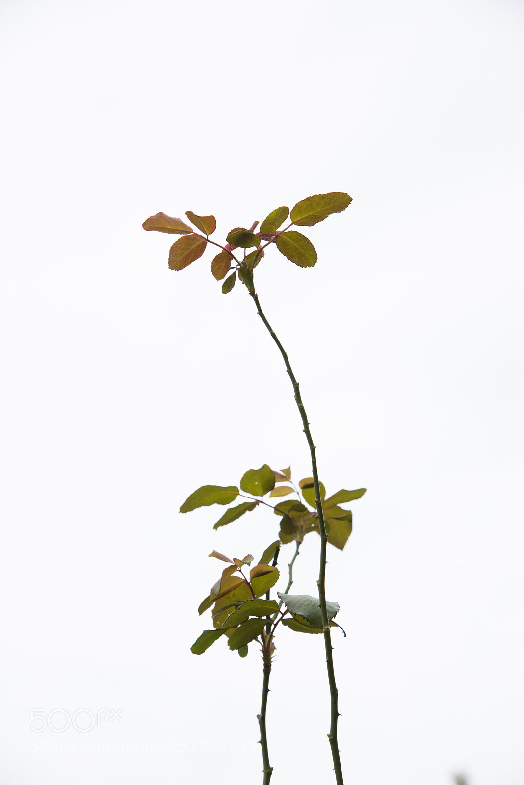 Nikon D810 sample photo. Standing photography