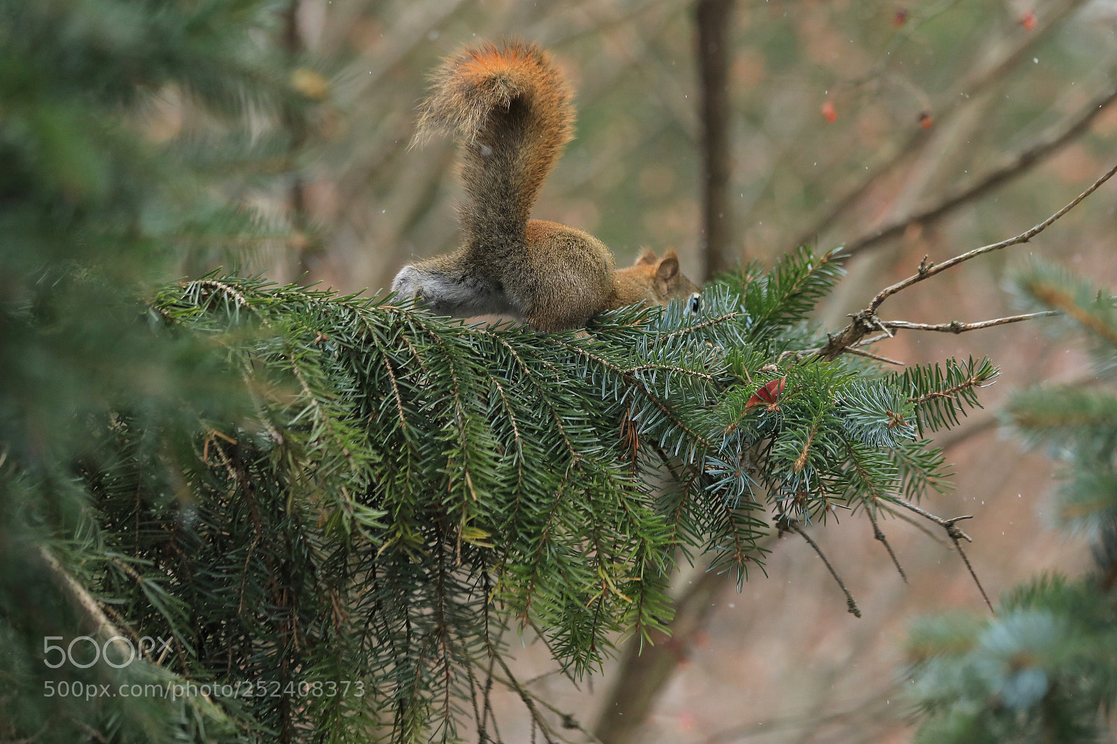 Canon EOS 5D Mark IV sample photo. Squirrel hiding nuts photography