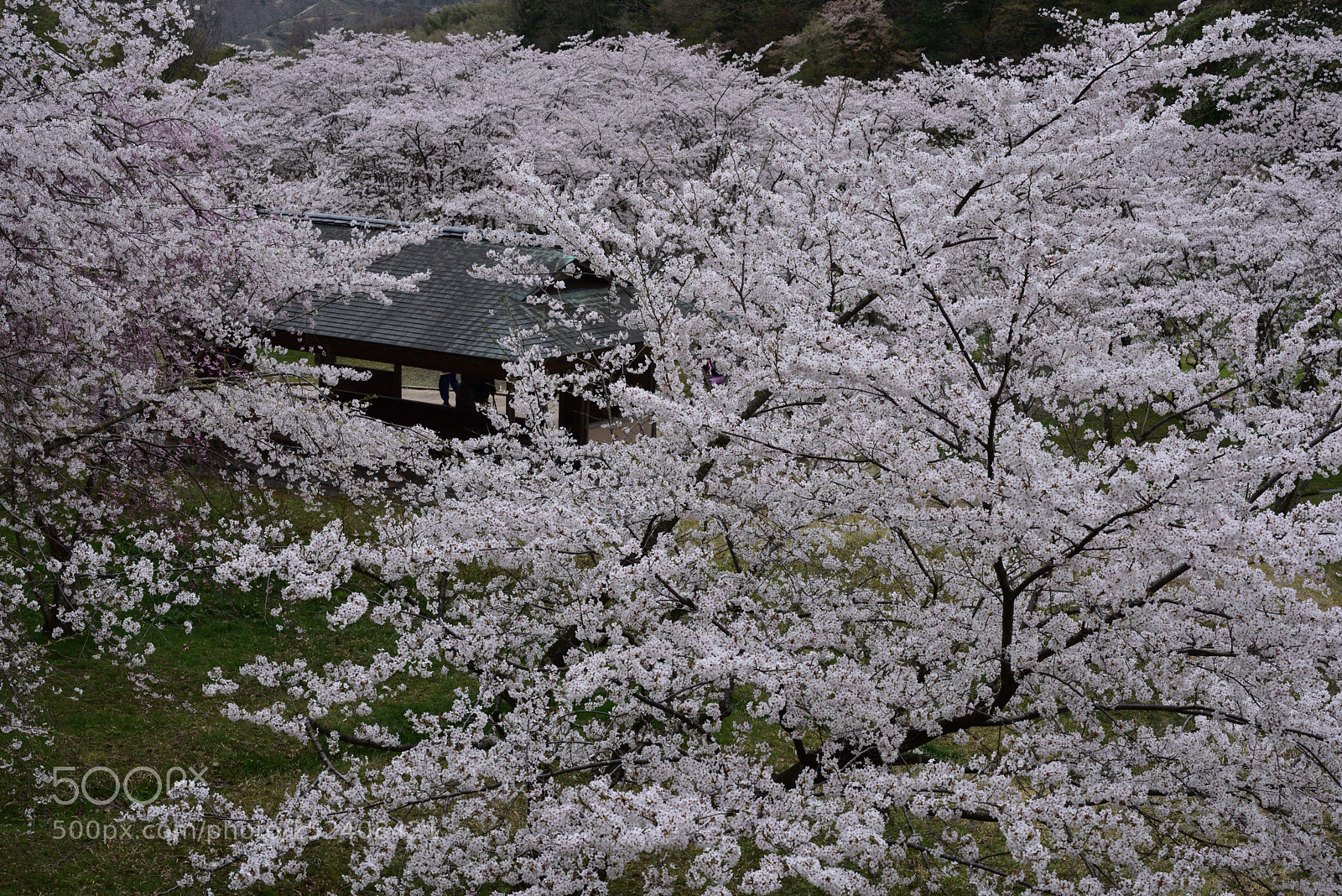 Nikon D750 sample photo. 金沢・卯辰山公園 四百年の森の桜 (3) photography