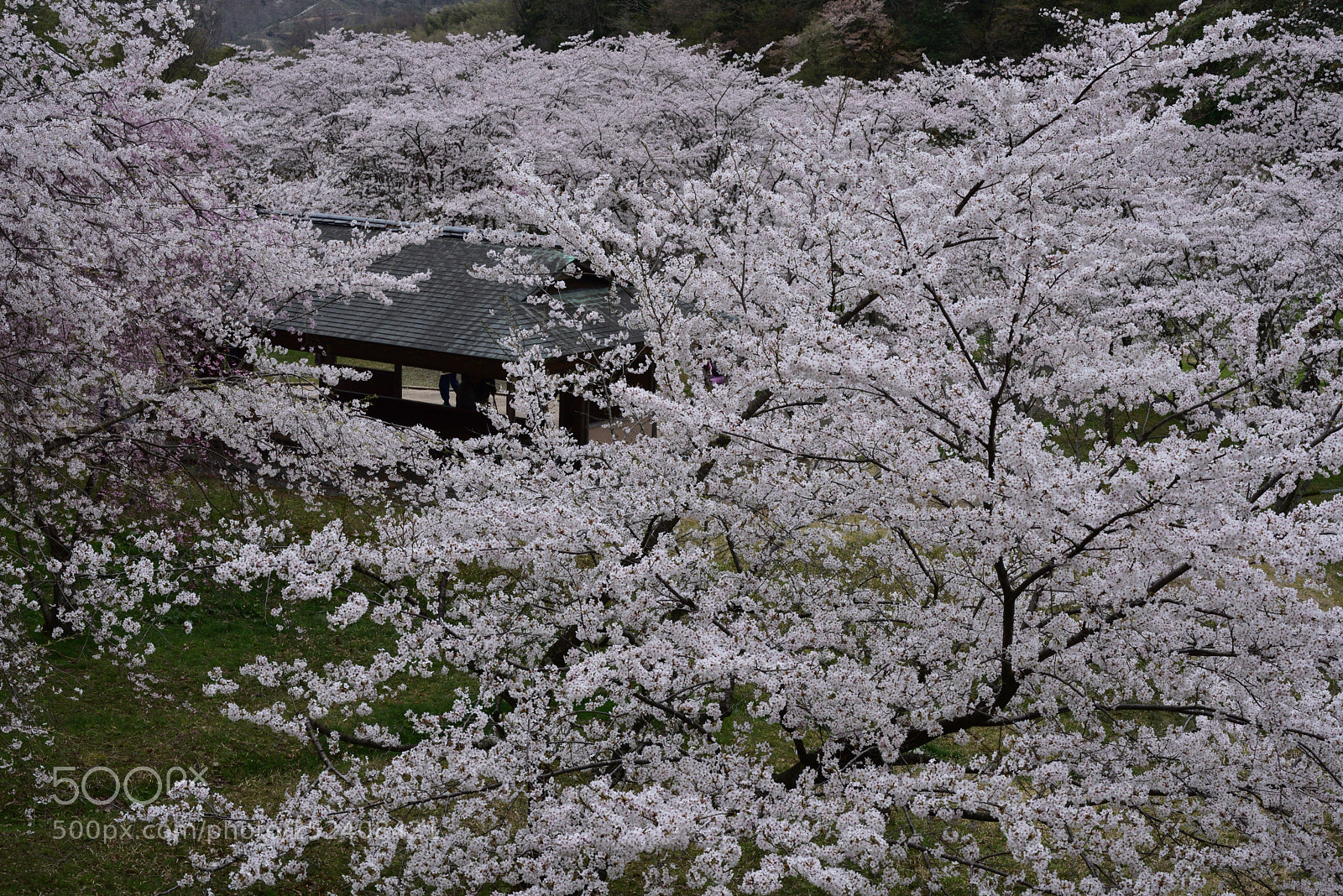 Nikon AF-S Micro-Nikkor 60mm F2.8G ED sample photo. 金沢・卯辰山公園 四百年の森の桜 (3) photography
