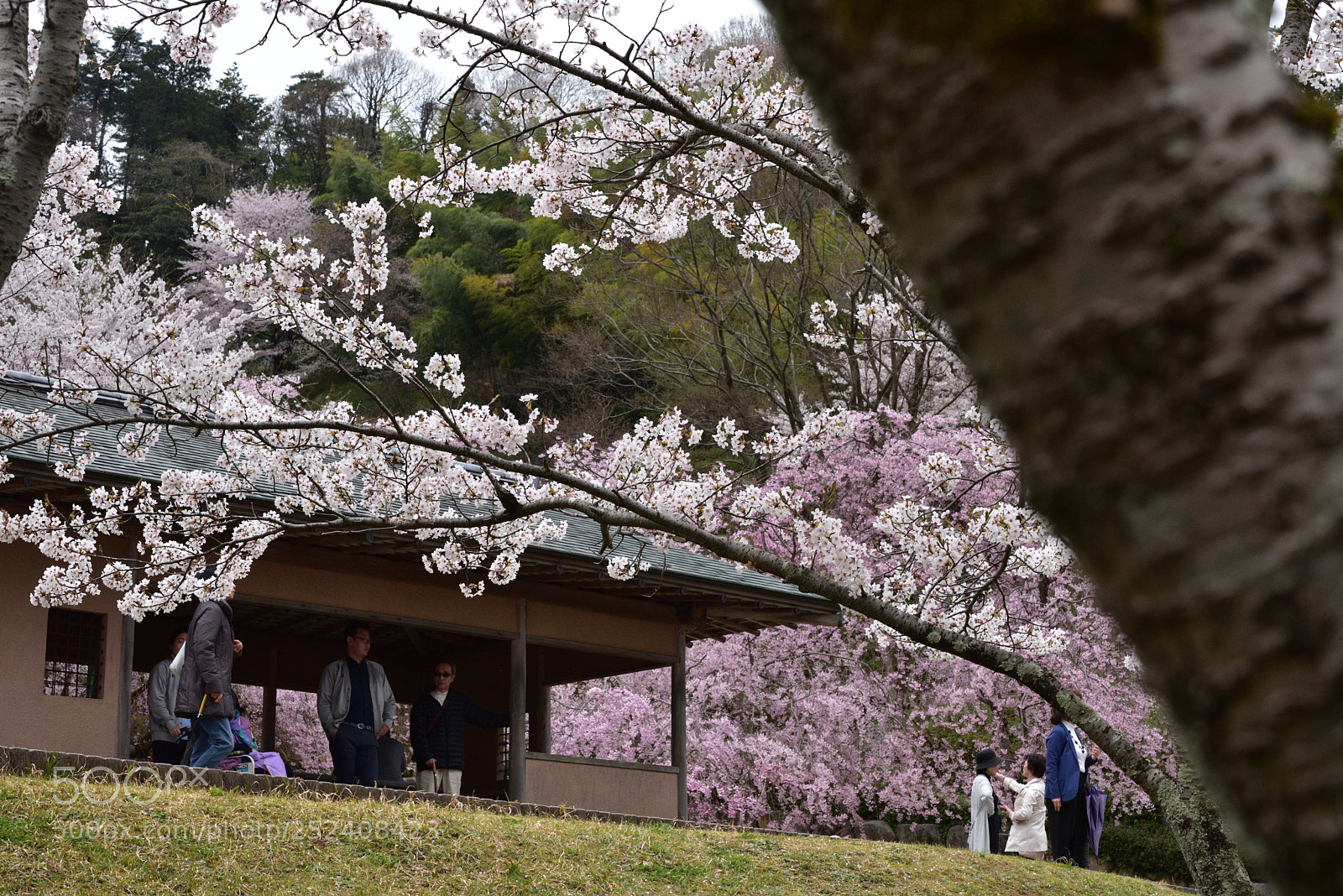 Nikon D750 sample photo. 金沢・卯辰山公園 四百年の森の桜 photography