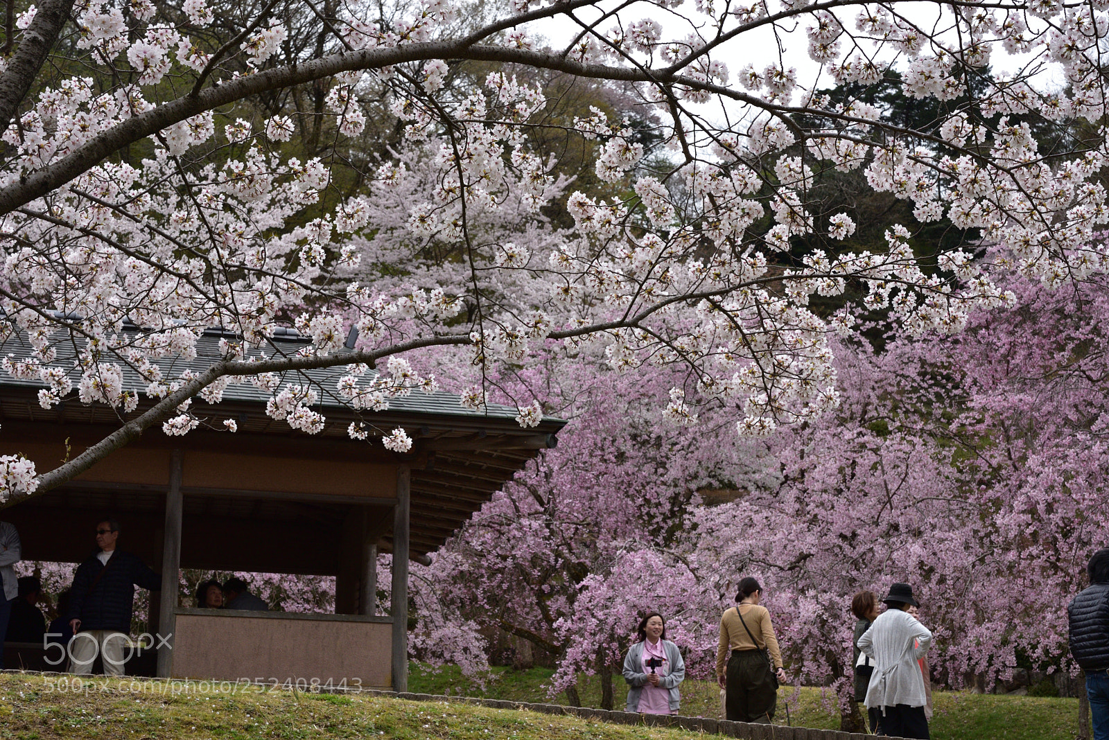 Nikon D750 sample photo. 金沢・卯辰山公園 四百年の森の桜 (2) photography
