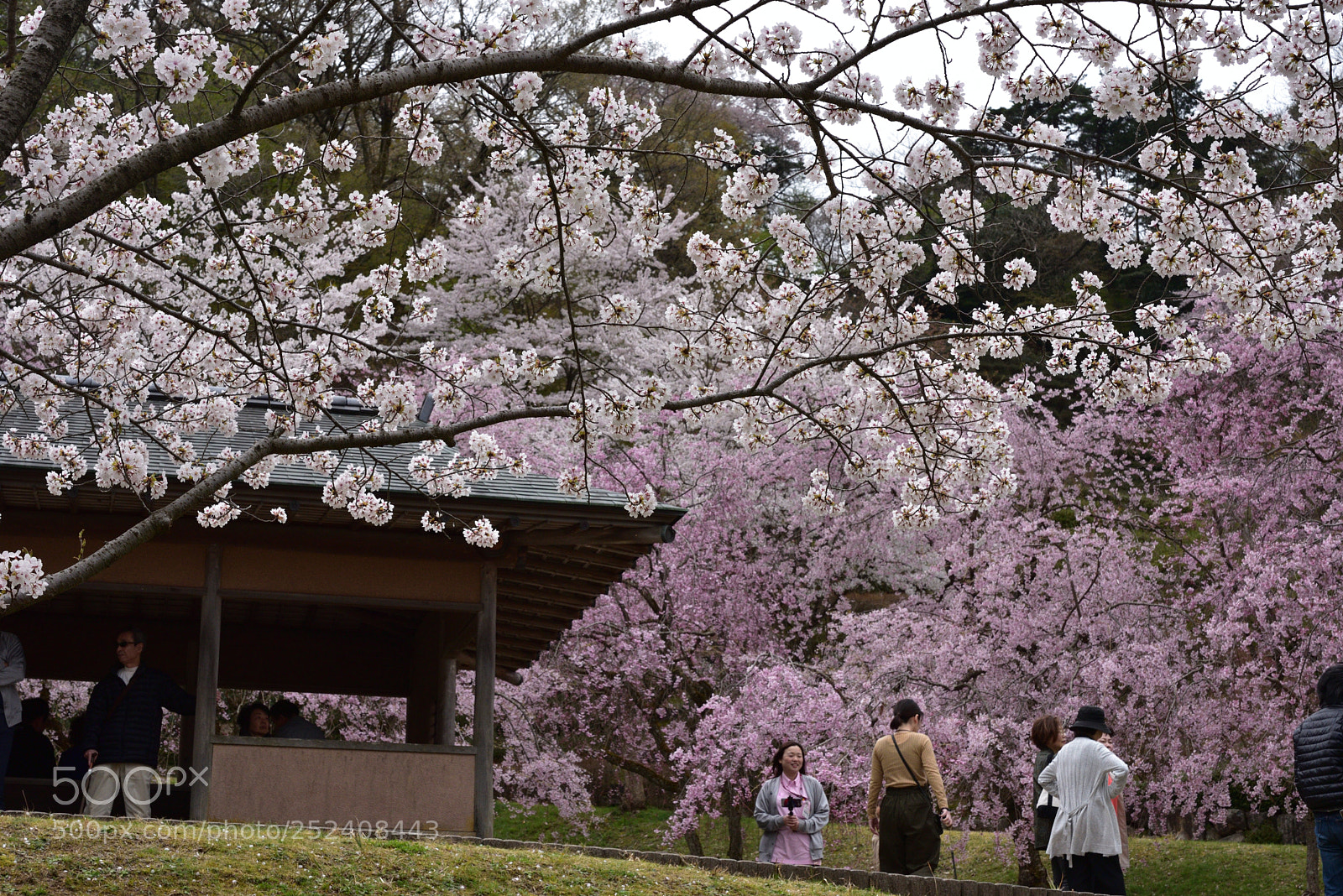 Nikon AF-S Micro-Nikkor 60mm F2.8G ED sample photo. 金沢・卯辰山公園 四百年の森の桜 (2) photography