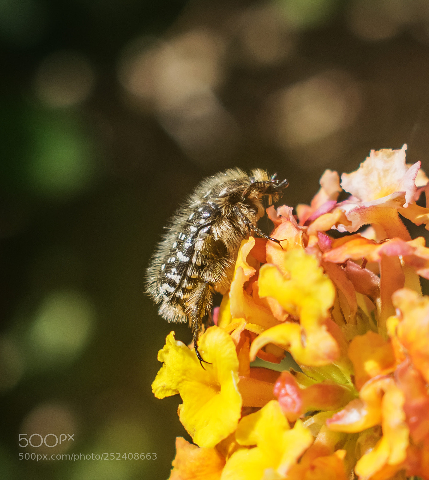 Nikon D3300 sample photo. White spot chafer beetle photography