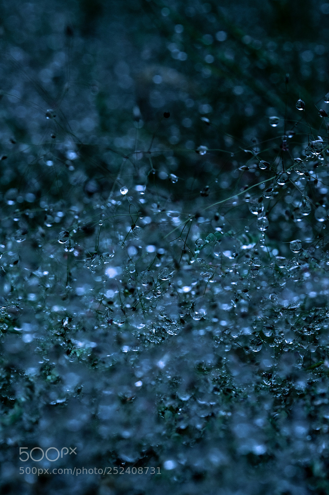Fujifilm X-T1 sample photo. Rain drops photography