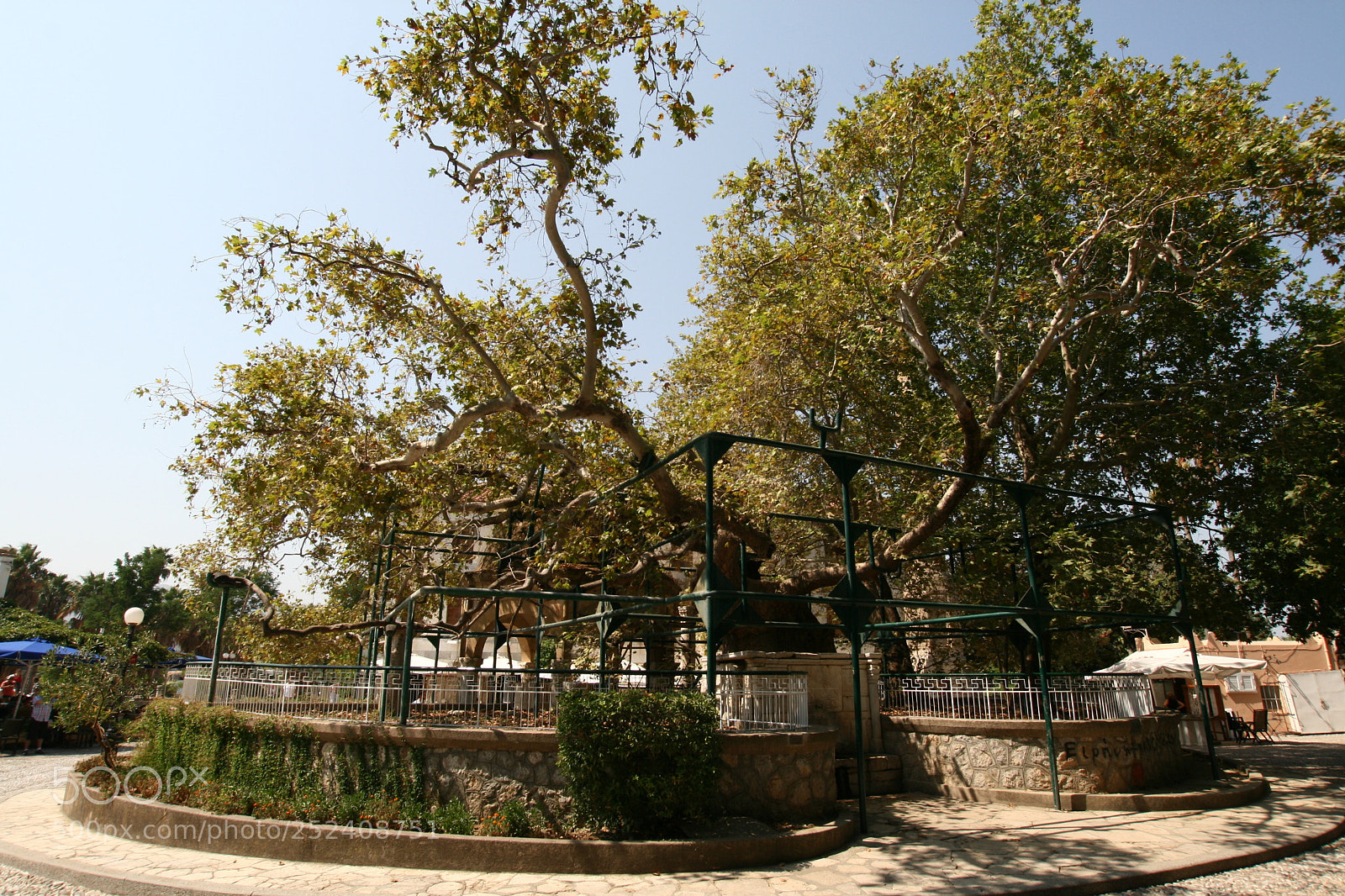 Canon EOS 400D (EOS Digital Rebel XTi / EOS Kiss Digital X) sample photo. Kos hippocrates` tree photography