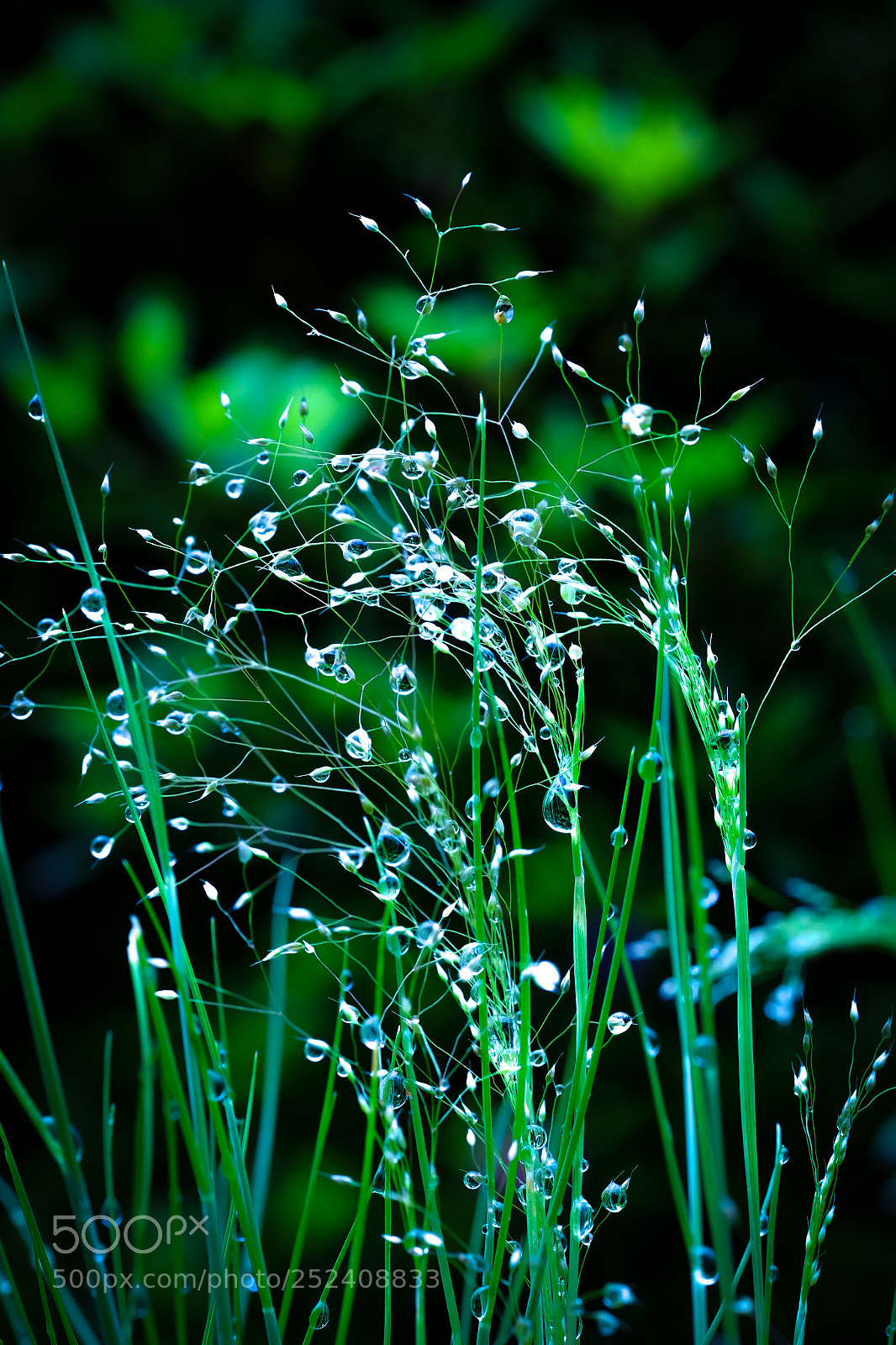Fujifilm X-T1 sample photo. Rain drops photography