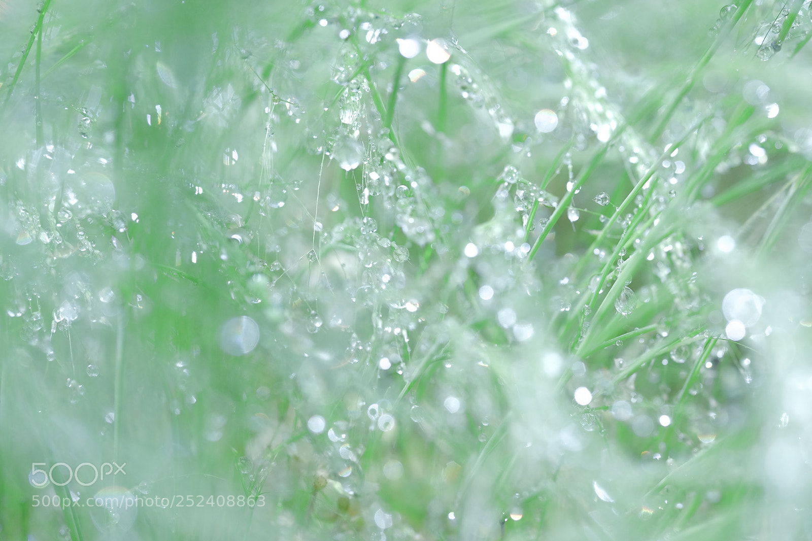 Fujifilm X-T1 sample photo. Rain drops photography
