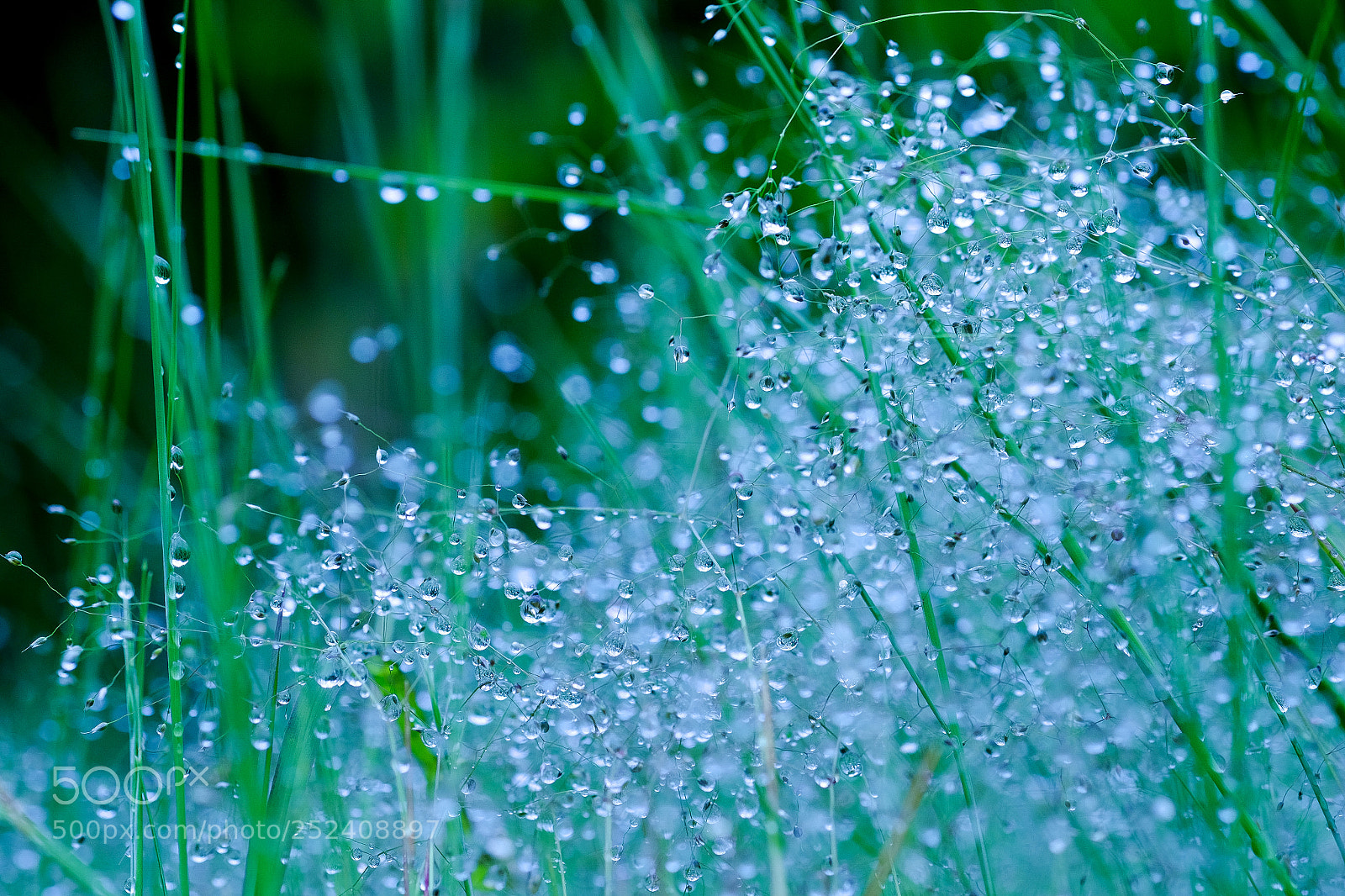 Fujifilm X-T1 sample photo. Rain drops photography