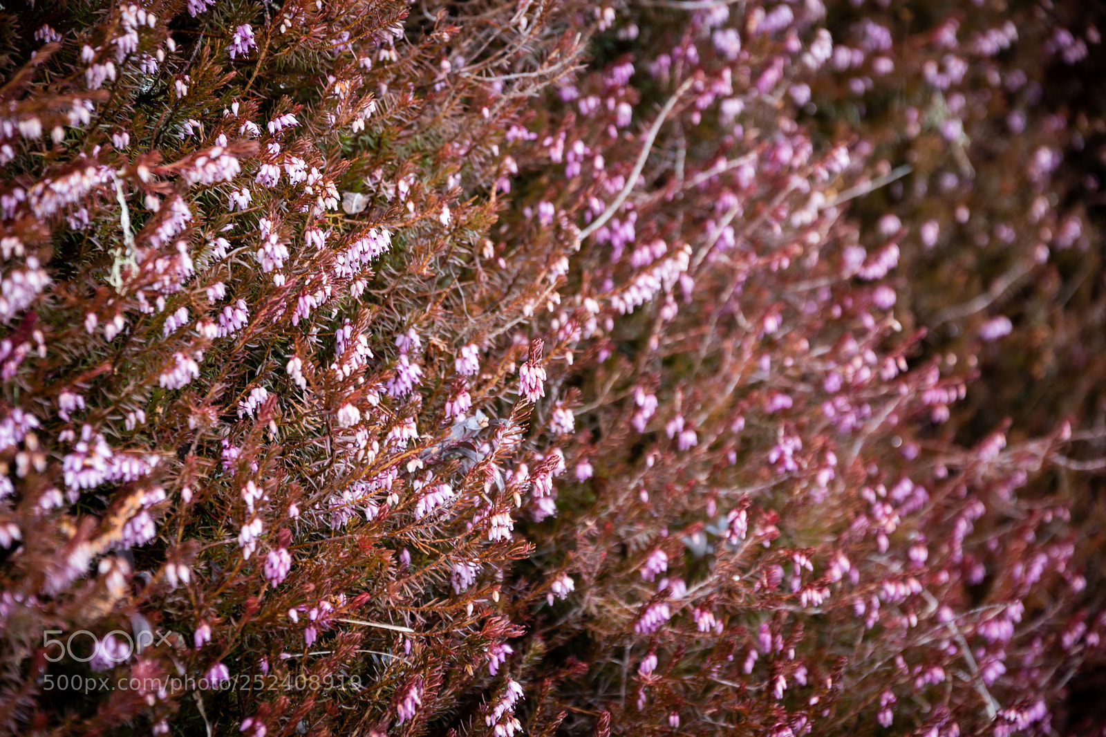 Nikon D5600 sample photo. Mountain flowers photography