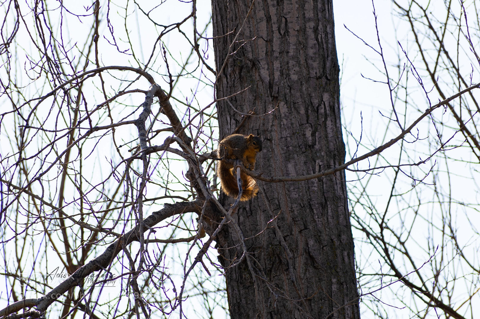 Nikon D5300 sample photo. Eastern fox squirrel photography