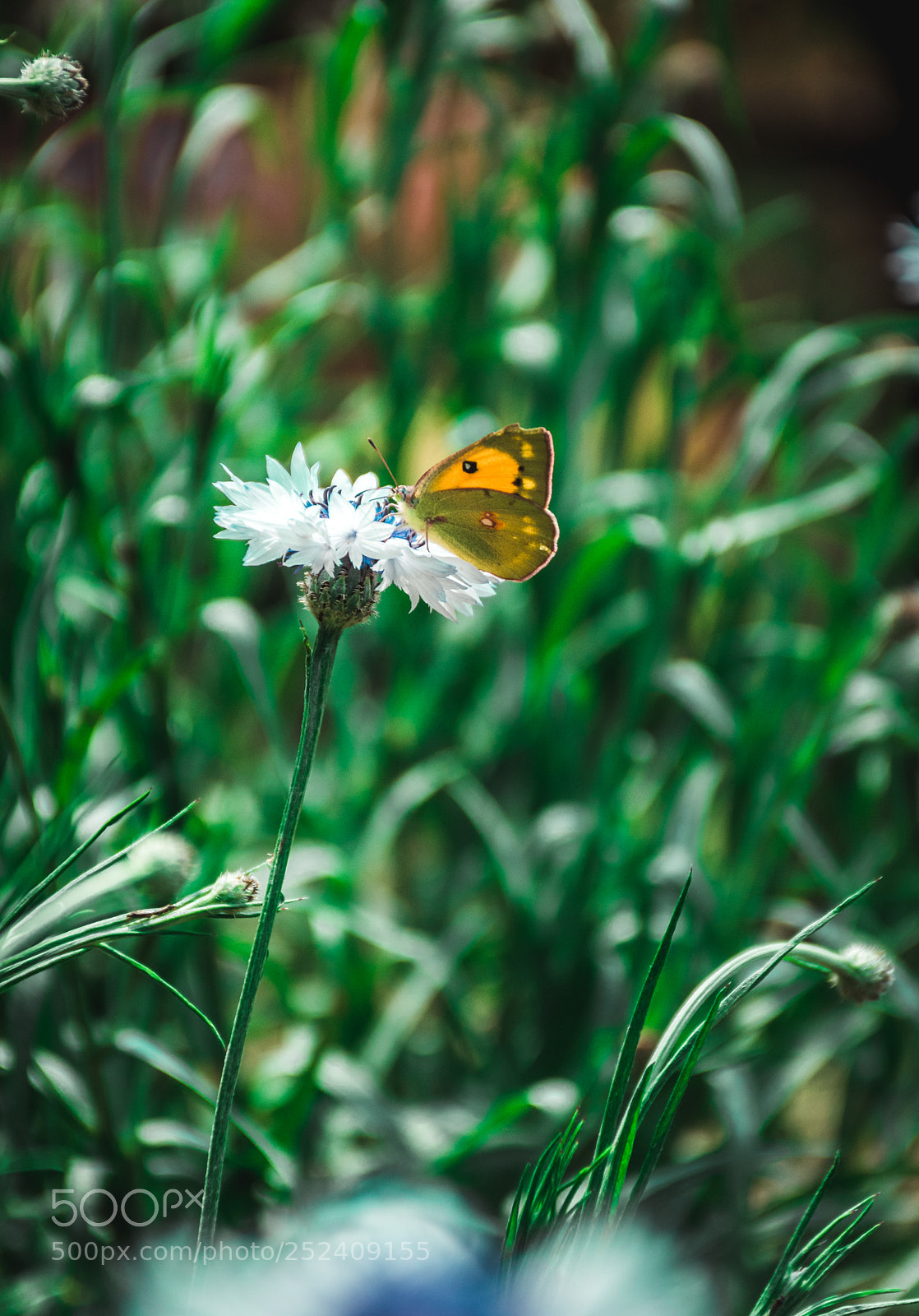 Nikon D7200 sample photo. Untitled photography