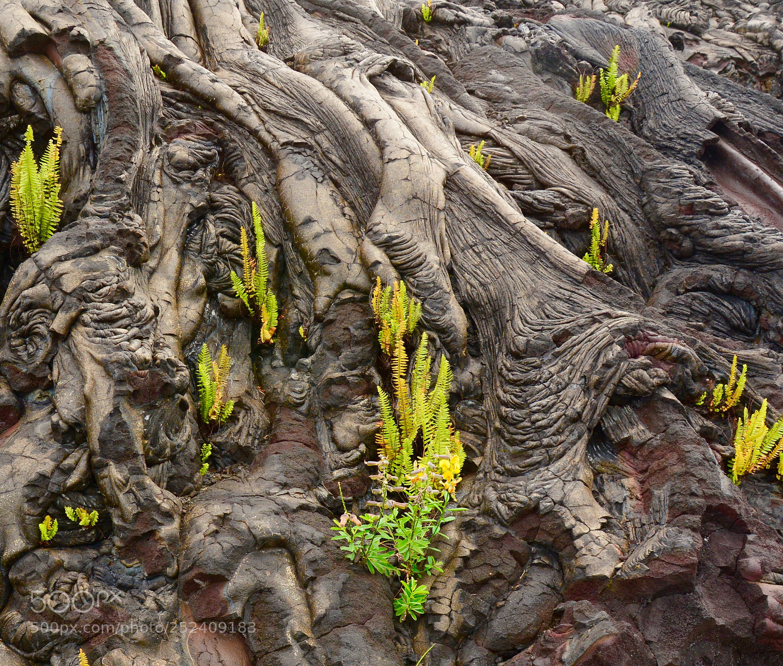 Nikon D7100 sample photo. Life returns  photography