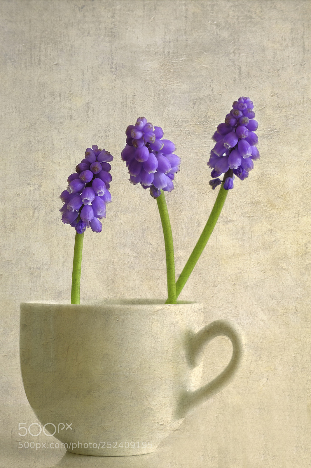 Fujifilm X-T2 sample photo. Grape hyacinth photography