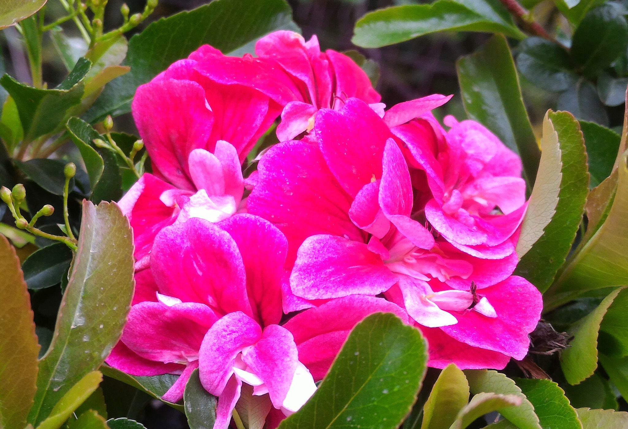 ASUS ZenFone 2 (ZE551ML) sample photo. Charm of a flower photography