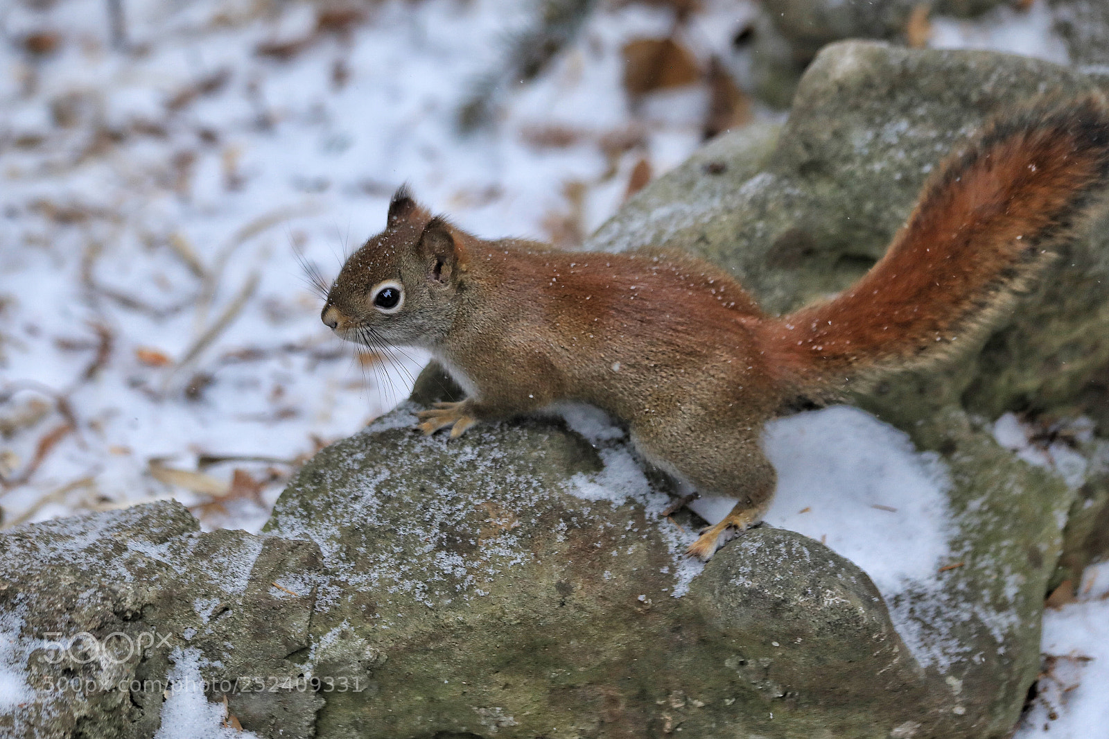 Canon EOS 5D Mark IV sample photo. Squirrel photography