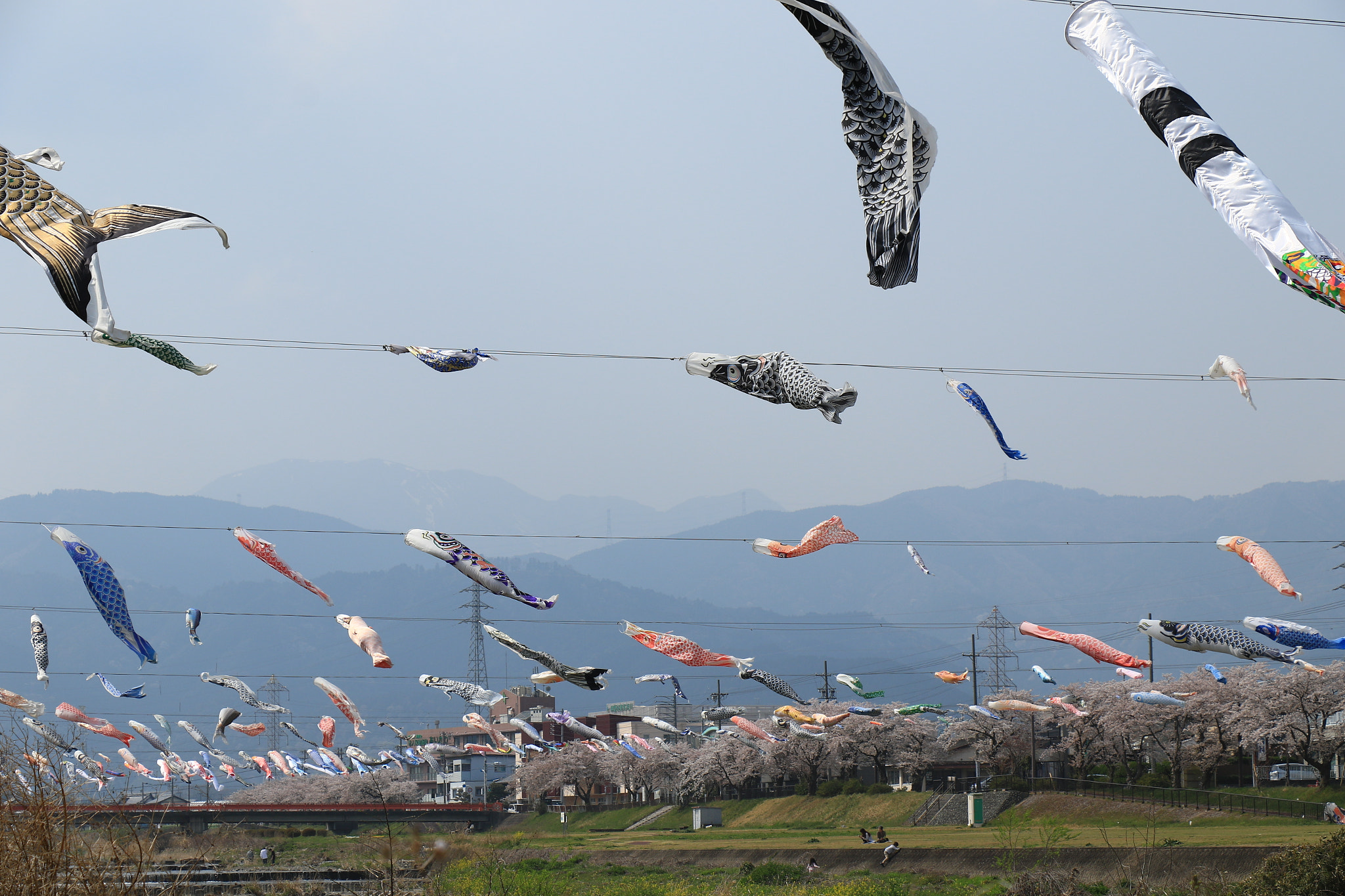 Canon EOS 7D Mark II sample photo. 鯉のぼり  koinobori photography
