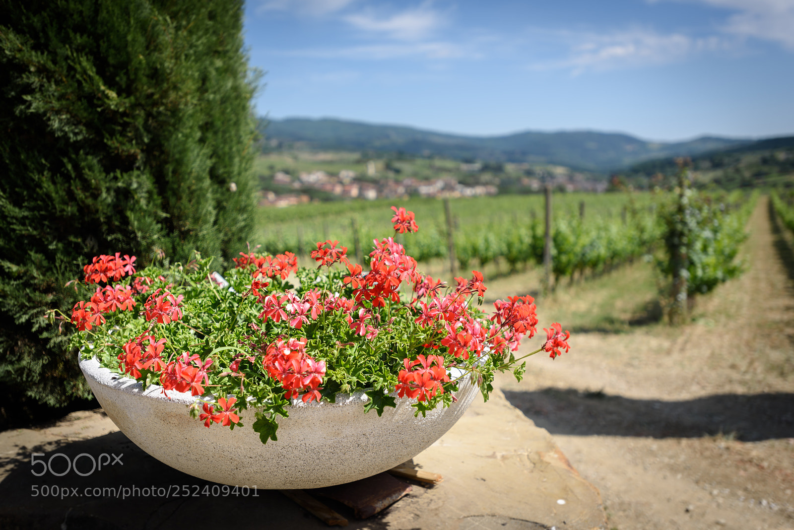 Nikon D810 sample photo. Relaxing in chianti photography