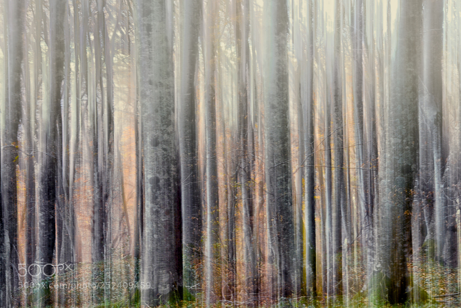Nikon D800E sample photo. Trees dreams photography