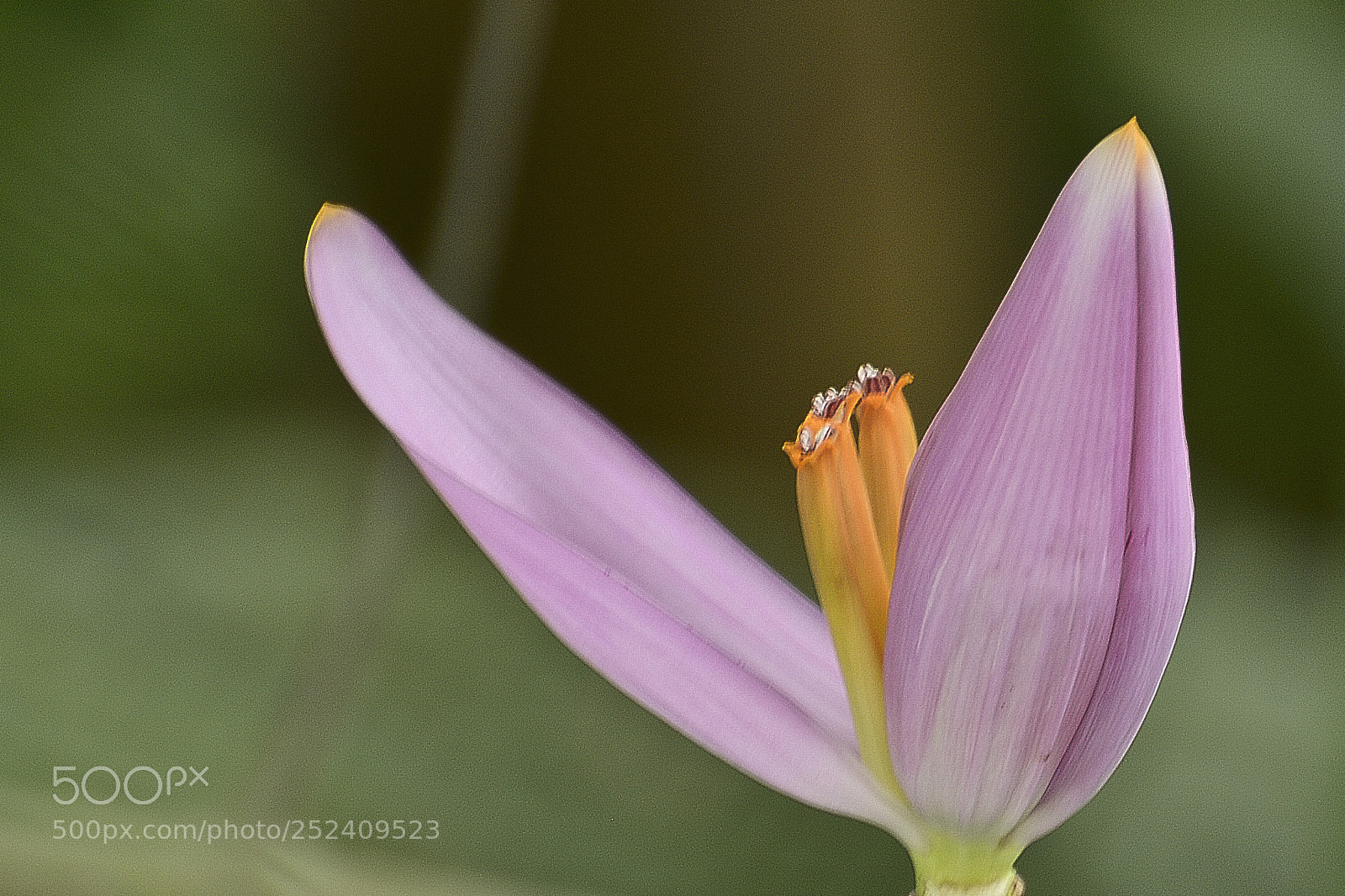 Nikon D7100 sample photo. Pequenina na flor. gigante photography