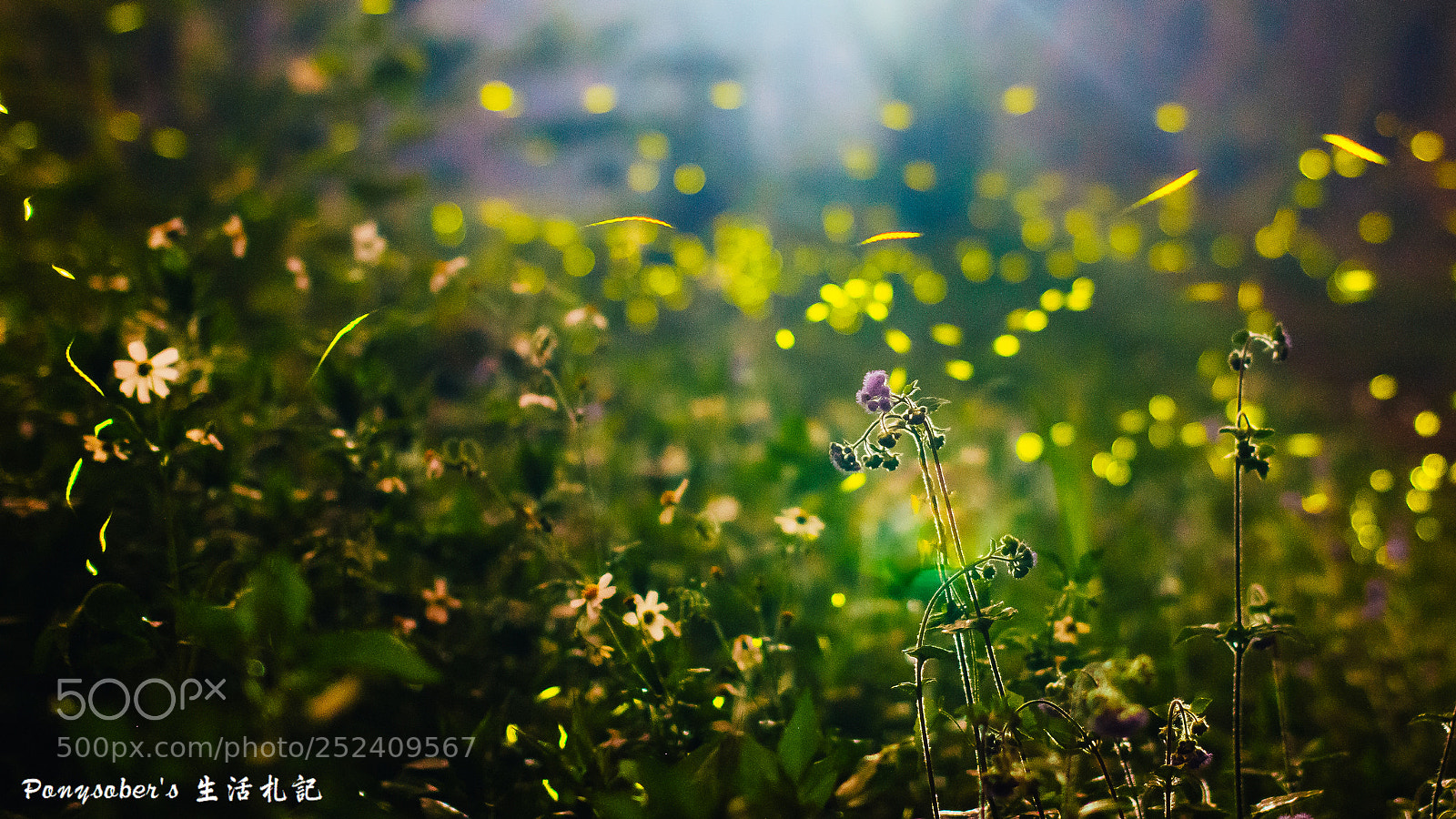 Canon EOS 70D sample photo. 螢光夜舞 photography