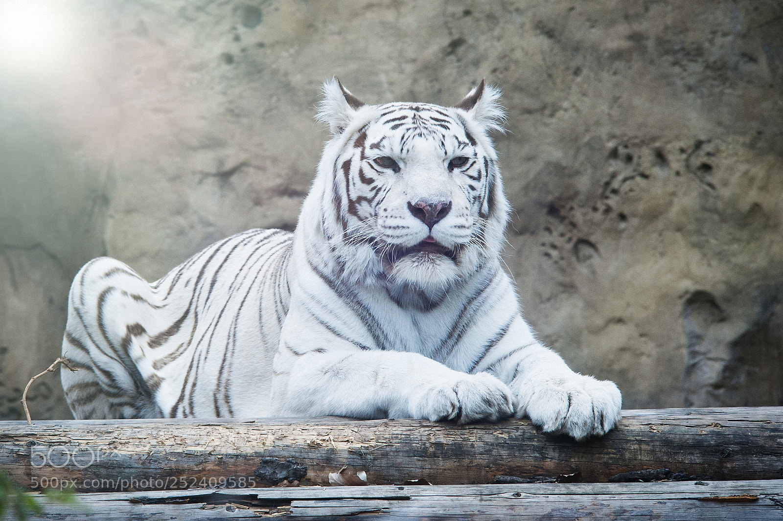 Nikon D700 sample photo. White'n'black photography