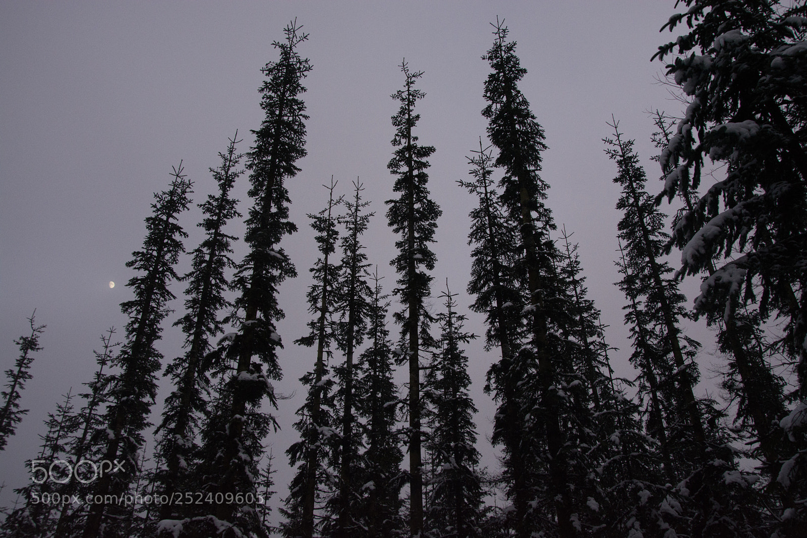 Nikon D5200 sample photo. Silhouette of a dark photography