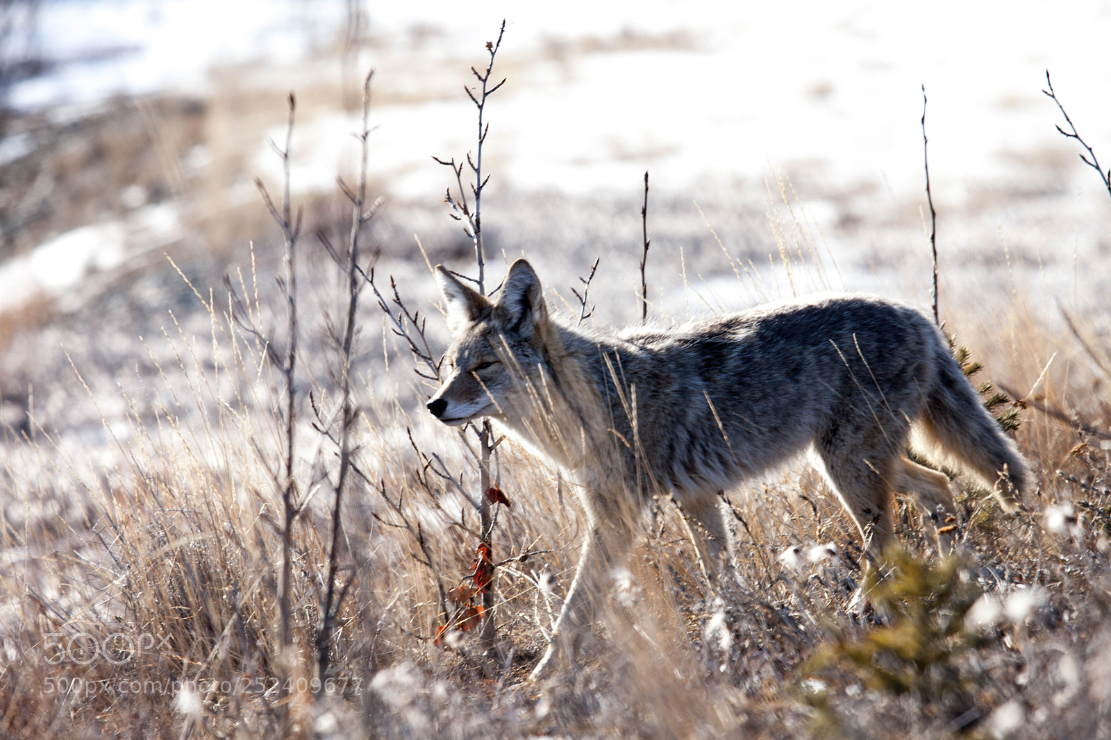 Canon EOS 5D Mark II sample photo. Coyote photography
