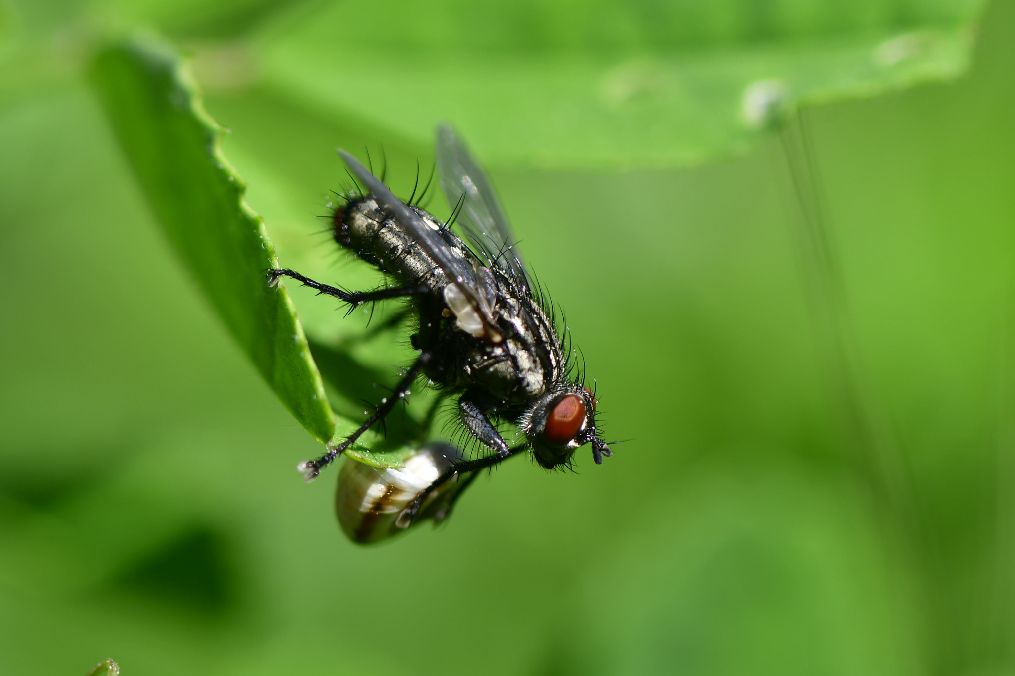 Nikon AF-S Micro-Nikkor 105mm F2.8G IF-ED VR sample photo. Kahvaltı photography